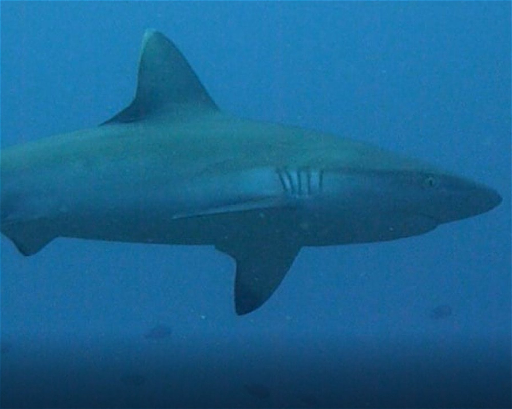 DivePoint Meedhupparu, 960 Meedhupparu