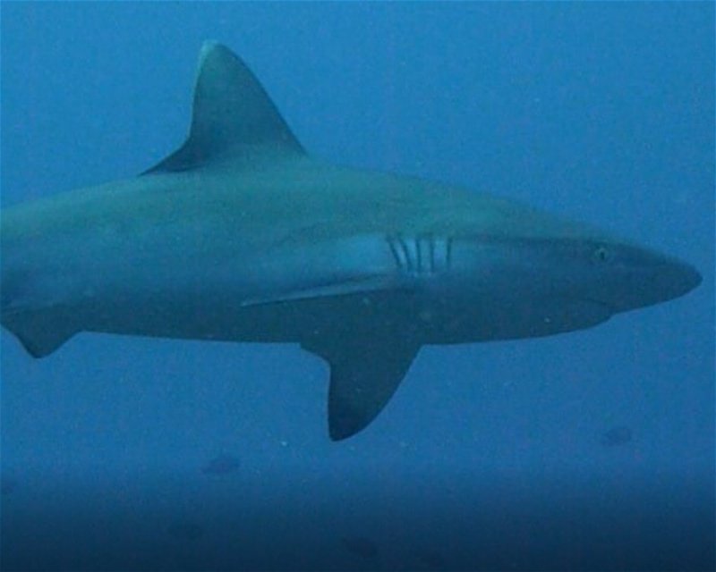 Divesite Image