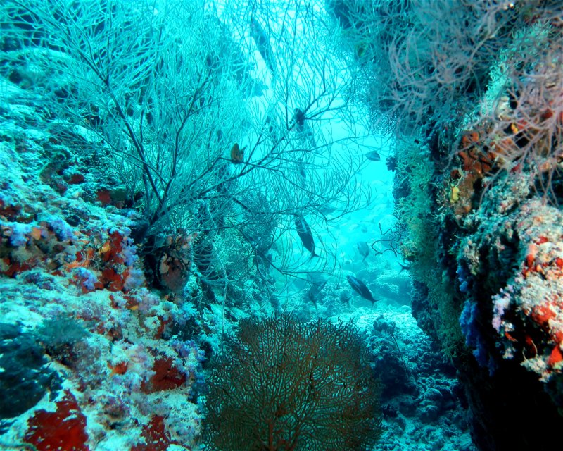 Divesite Image