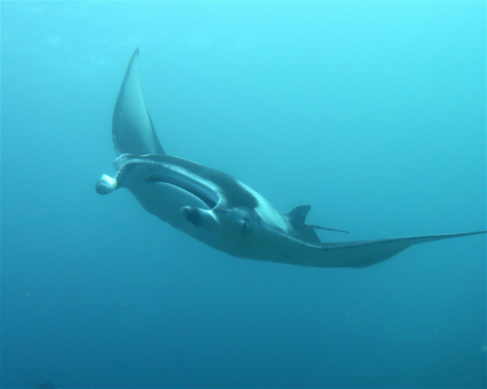DivePoint Meedhupparu, 960 Meedhupparu