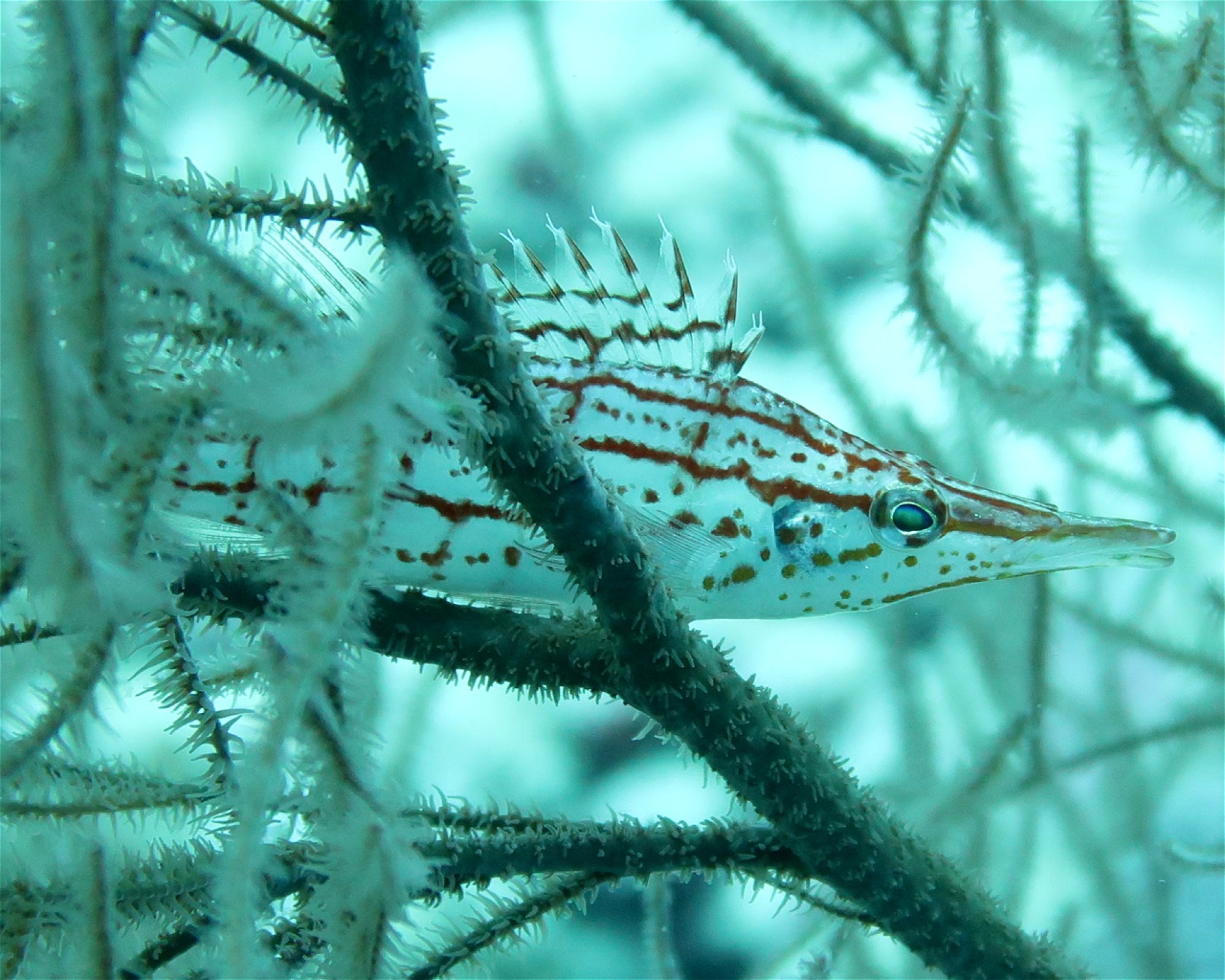 DivePoint Meedhupparu, 960 Meedhupparu