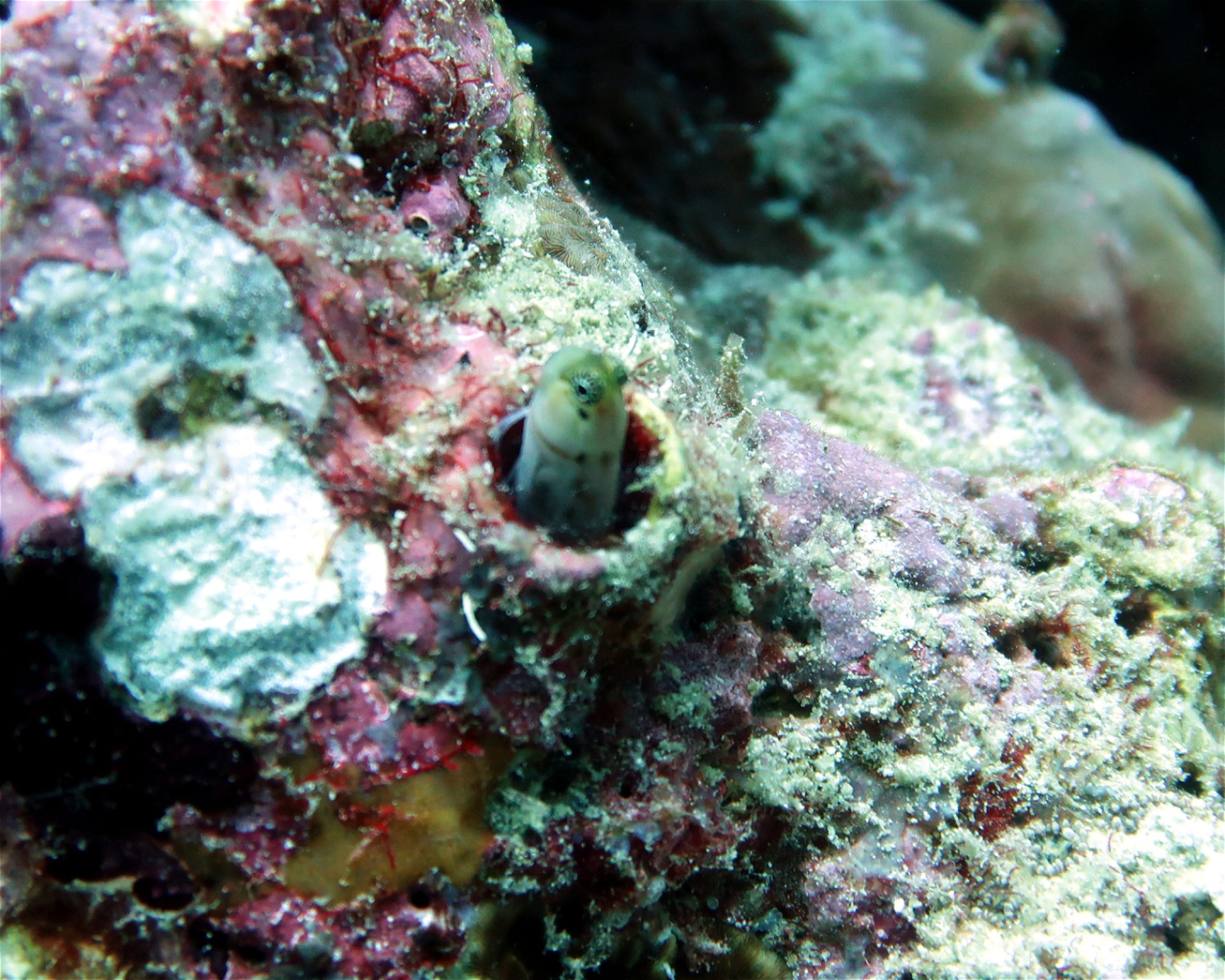 DivePoint Meedhupparu, 960 Meedhupparu