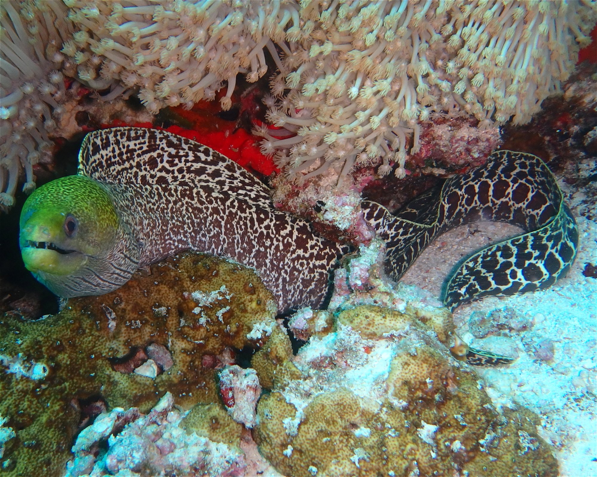 DivePoint Meedhupparu, 960 Meedhupparu