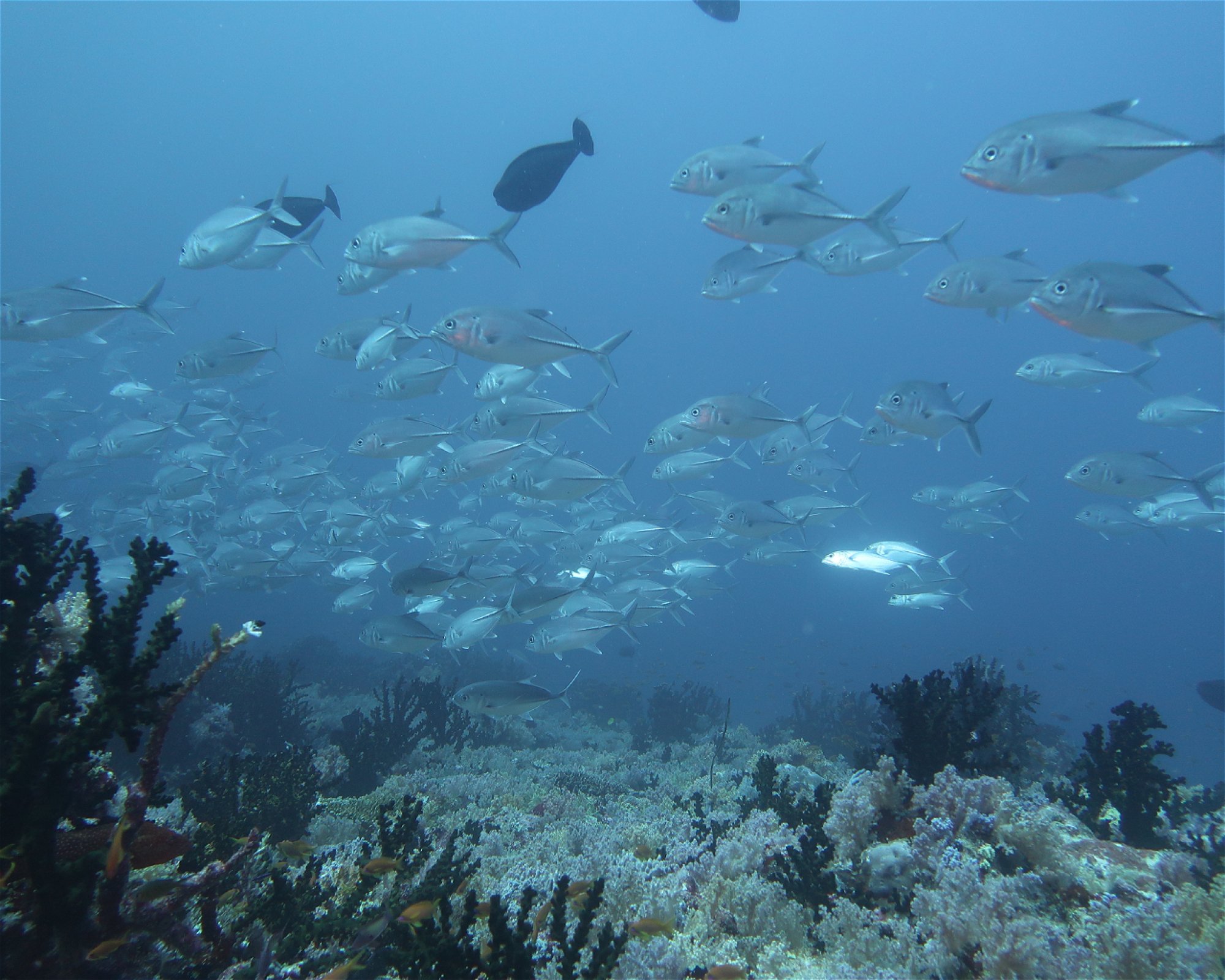 DivePoint Meedhupparu, 960 Meedhupparu