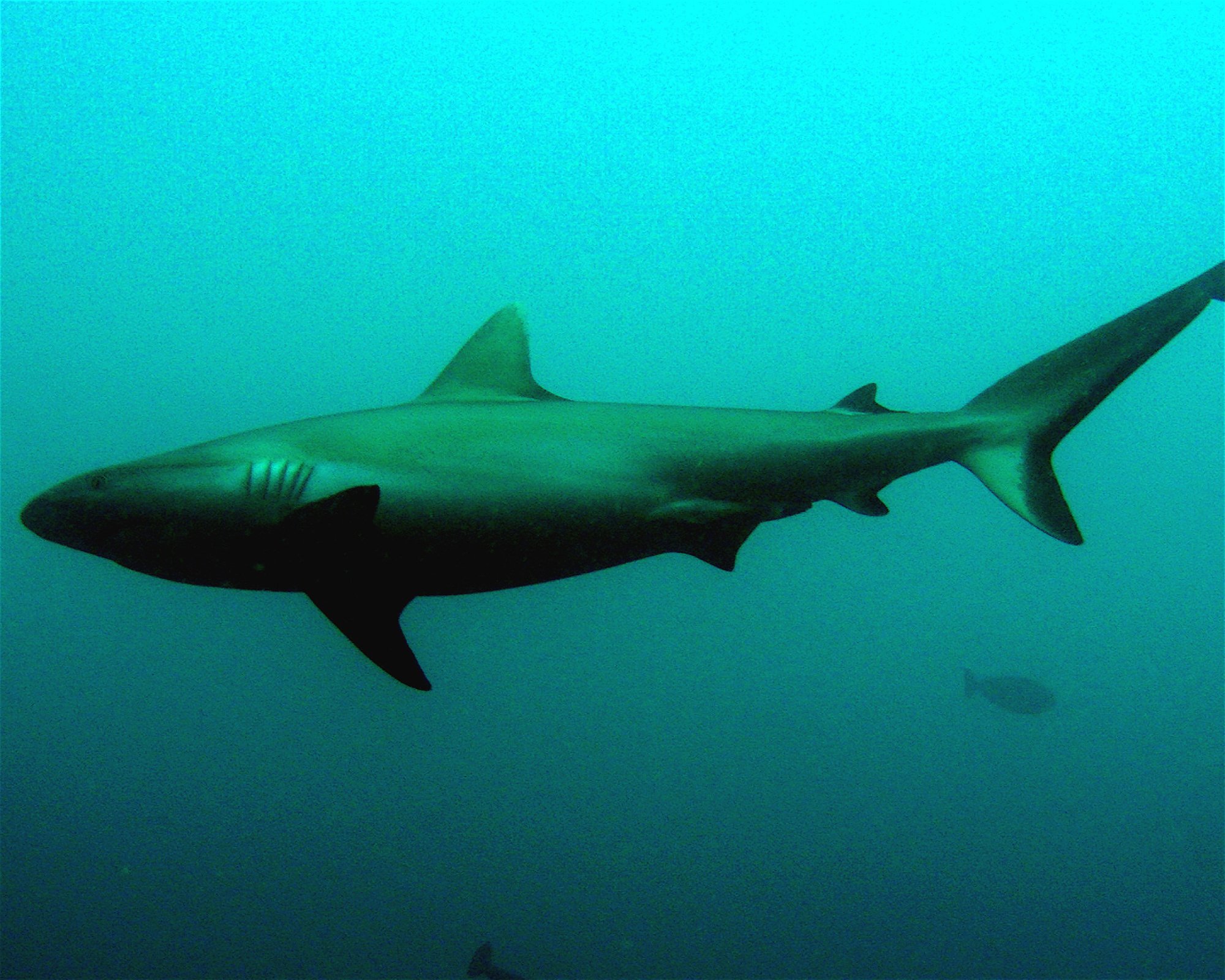 DivePoint Meedhupparu, 960 Meedhupparu