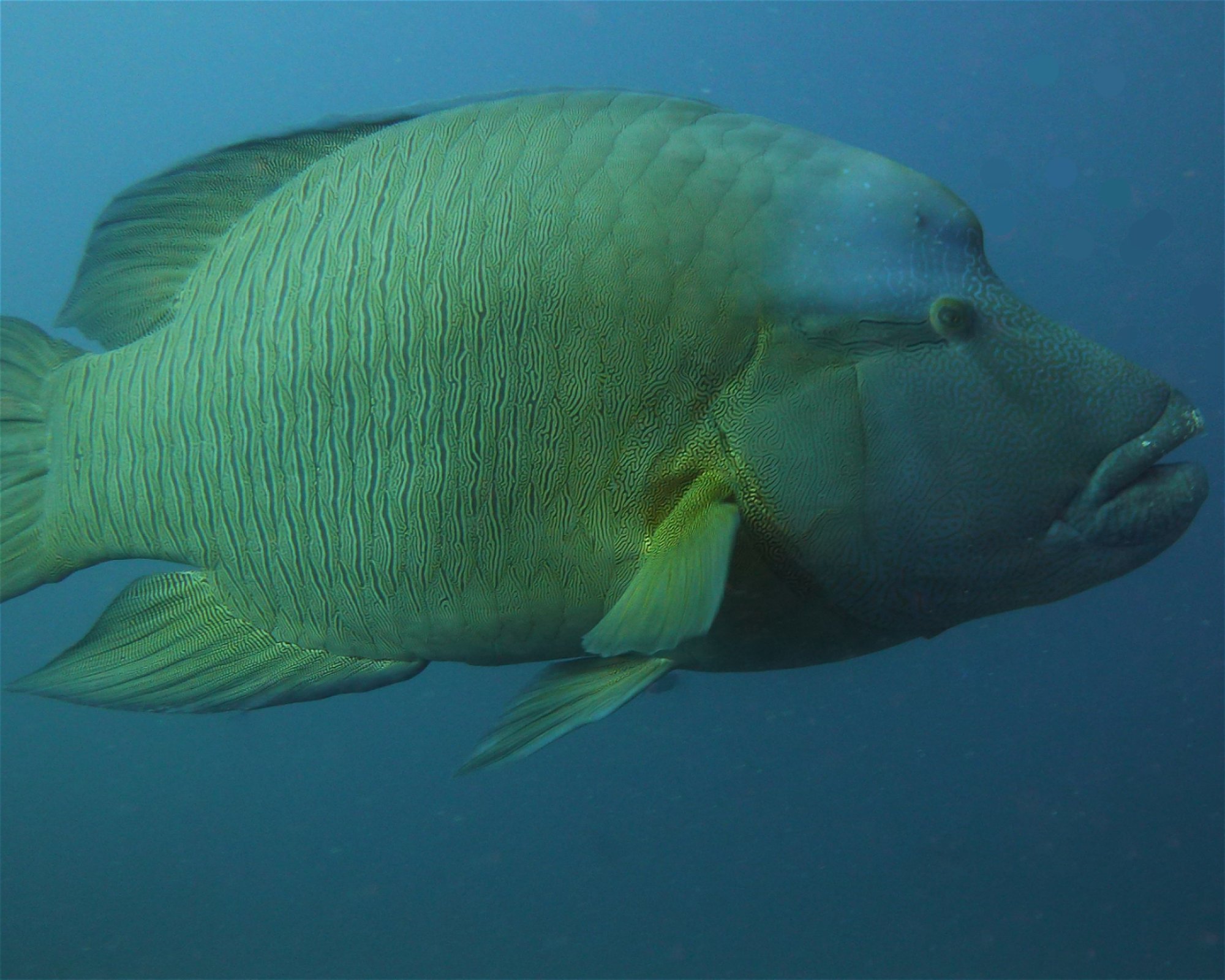 DivePoint Meedhupparu, 960 Meedhupparu