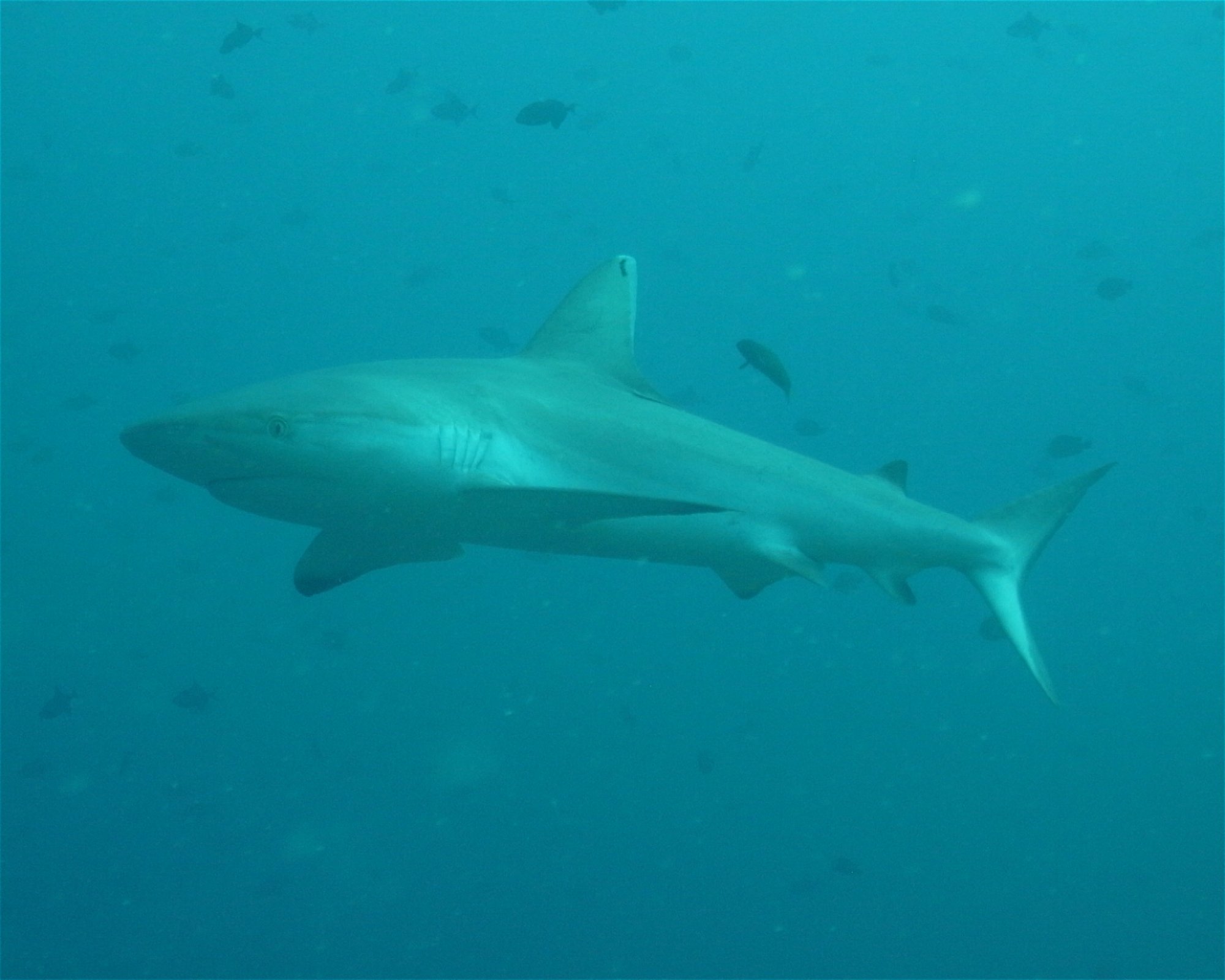 DivePoint Meedhupparu, 960 Meedhupparu