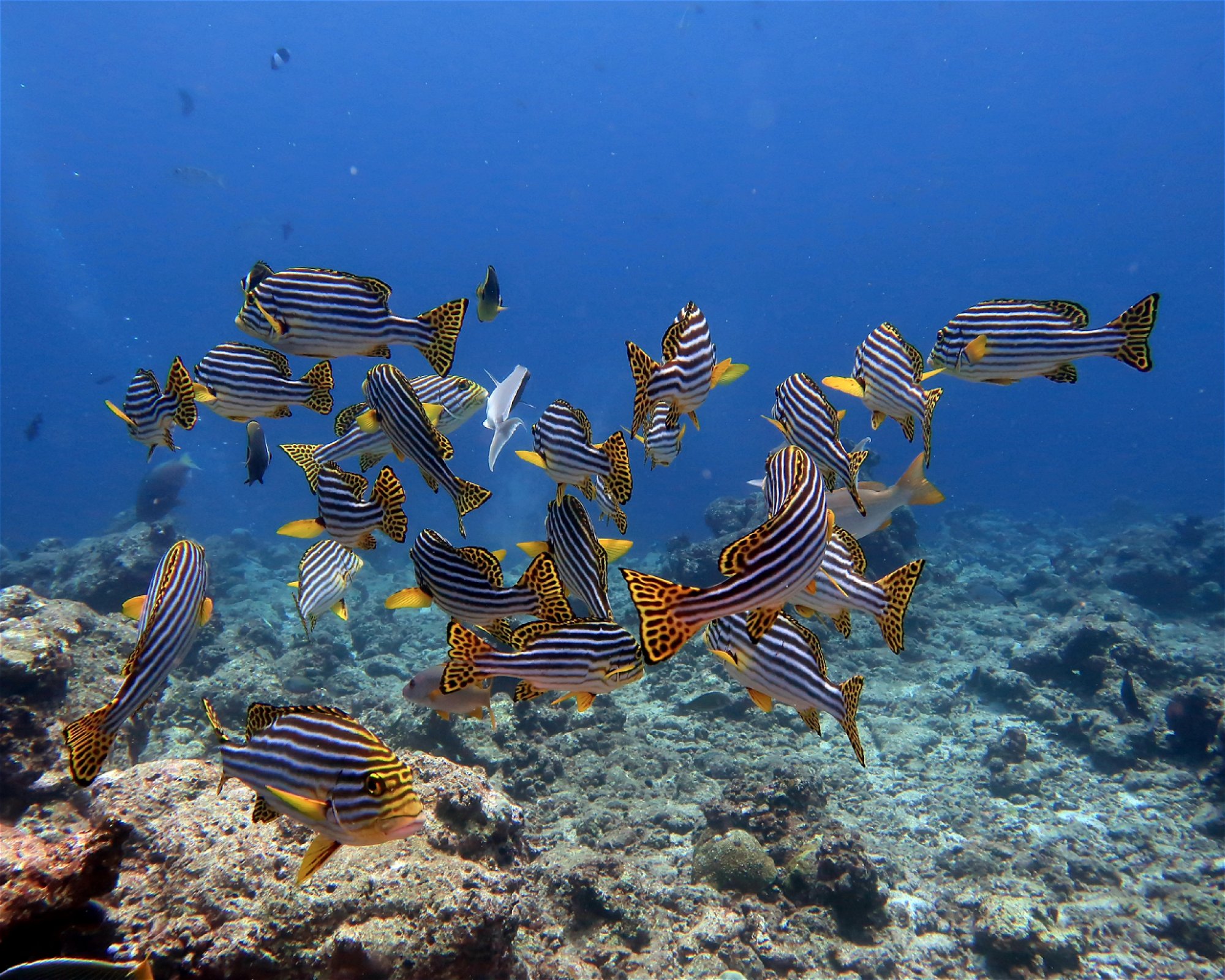 DivePoint Meedhupparu, 960 Meedhupparu