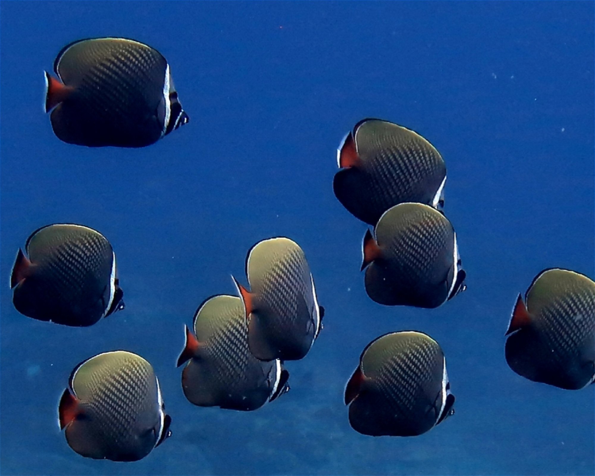 DivePoint Meedhupparu, 960 Meedhupparu
