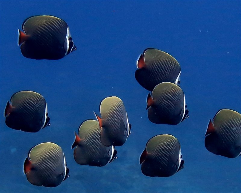 Divesite Image