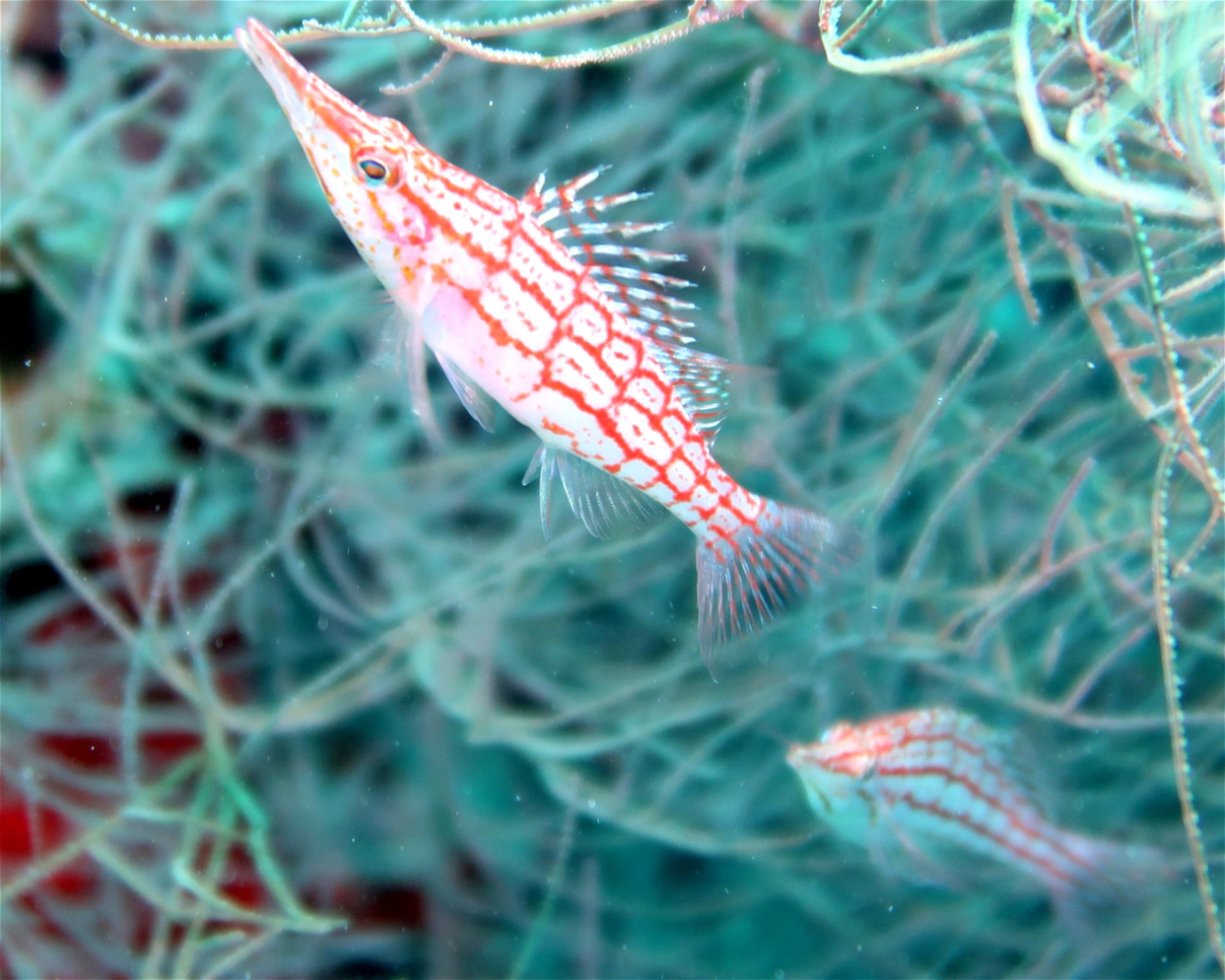 DivePoint Meedhupparu, 960 Meedhupparu