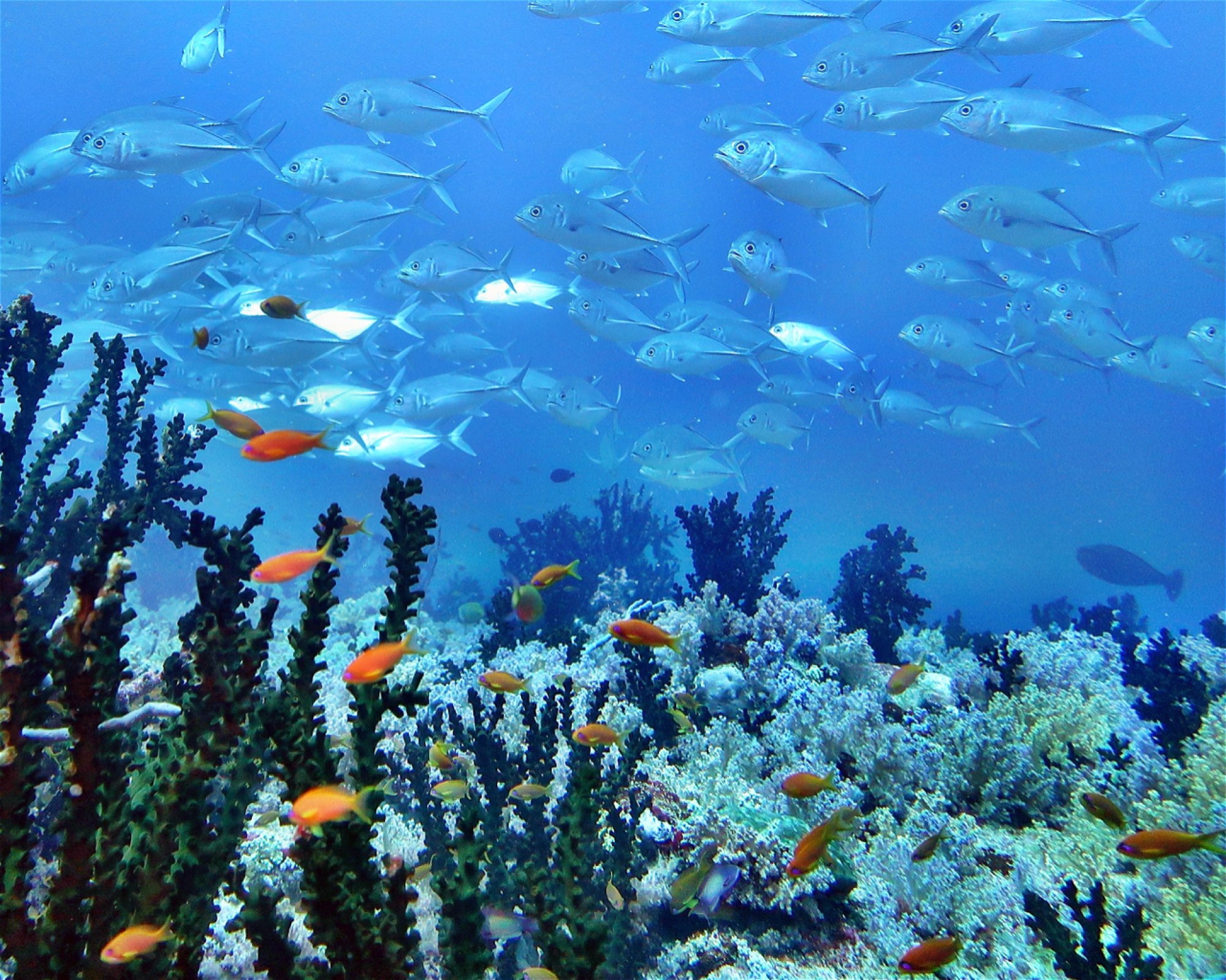 DivePoint Meedhupparu, 960 Meedhupparu