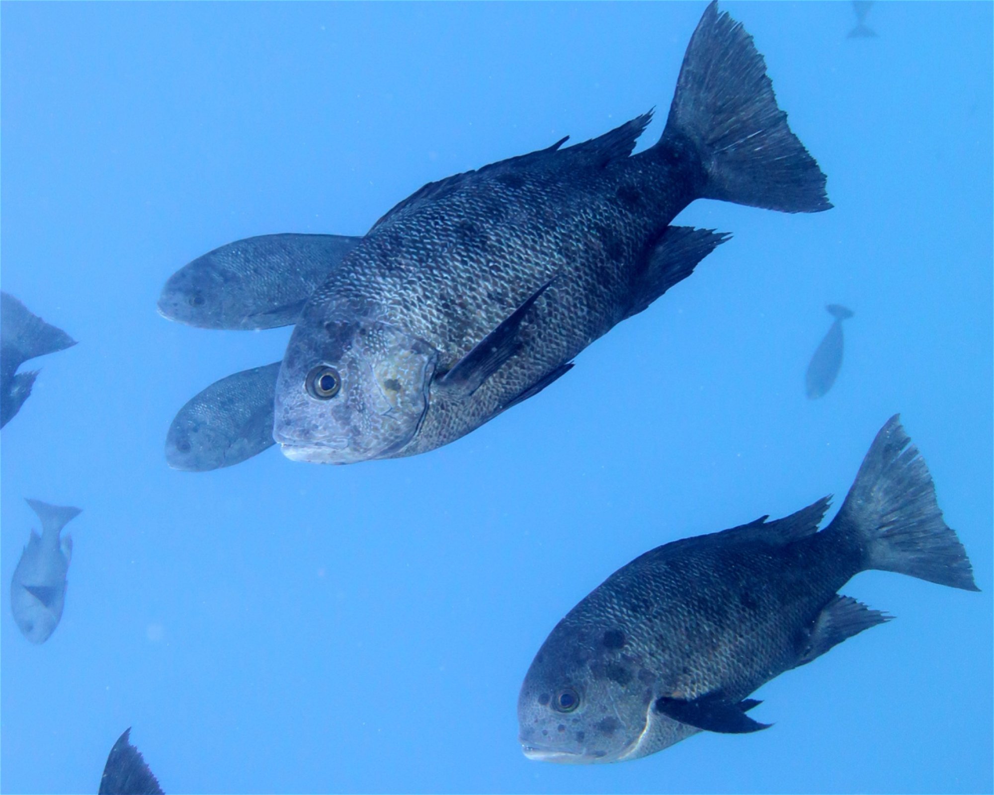 DivePoint Meedhupparu, 960 Meedhupparu