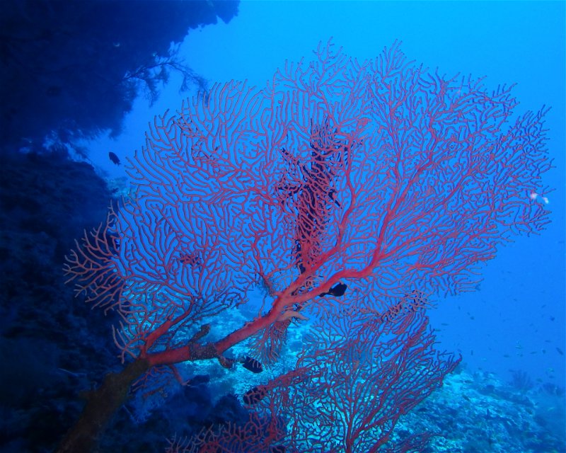 Divesite Image