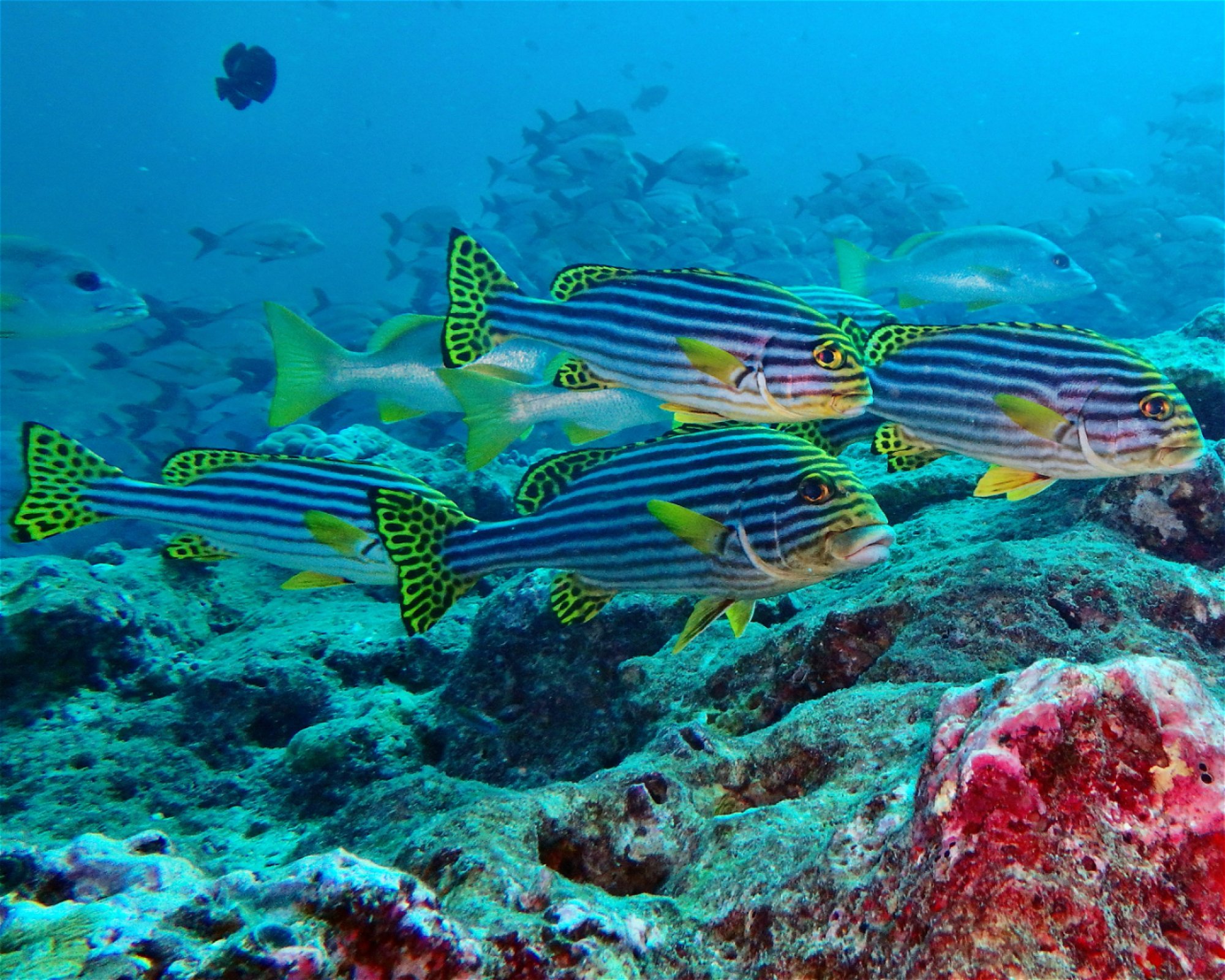 DivePoint Meedhupparu, 960 Meedhupparu