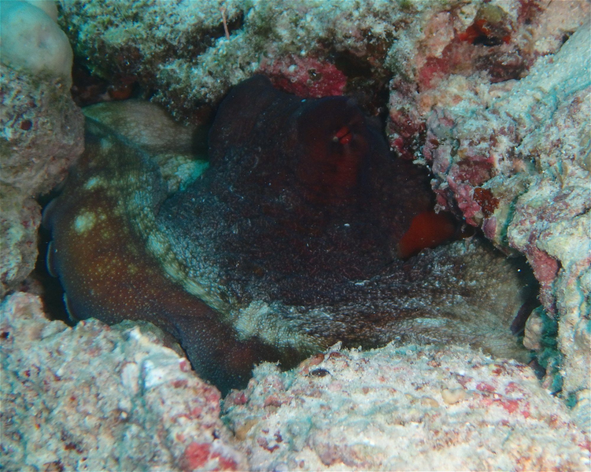 DivePoint Meedhupparu, 960 Meedhupparu