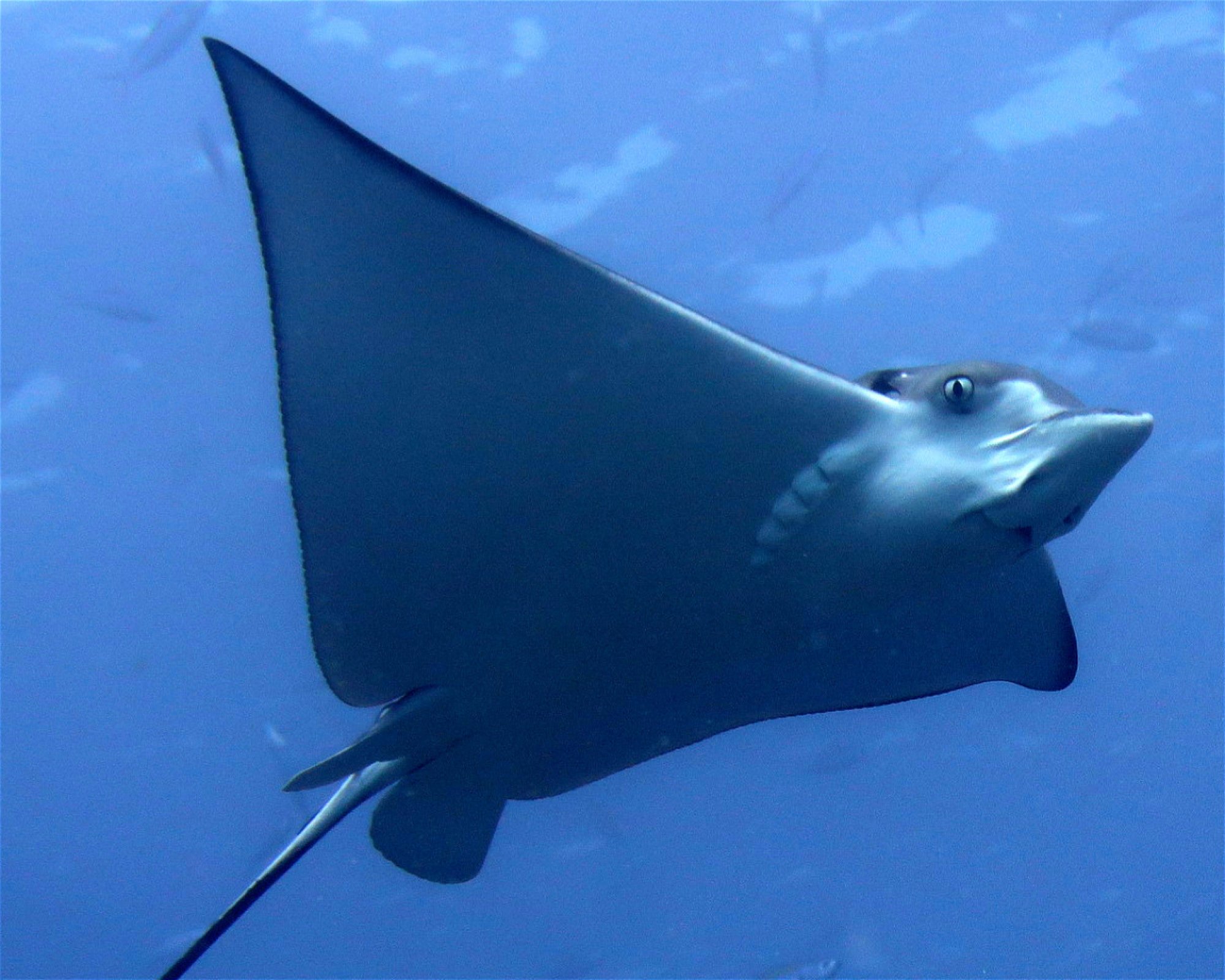 DivePoint Meedhupparu, 960 Meedhupparu