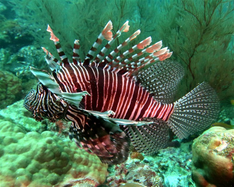 Divesite Image