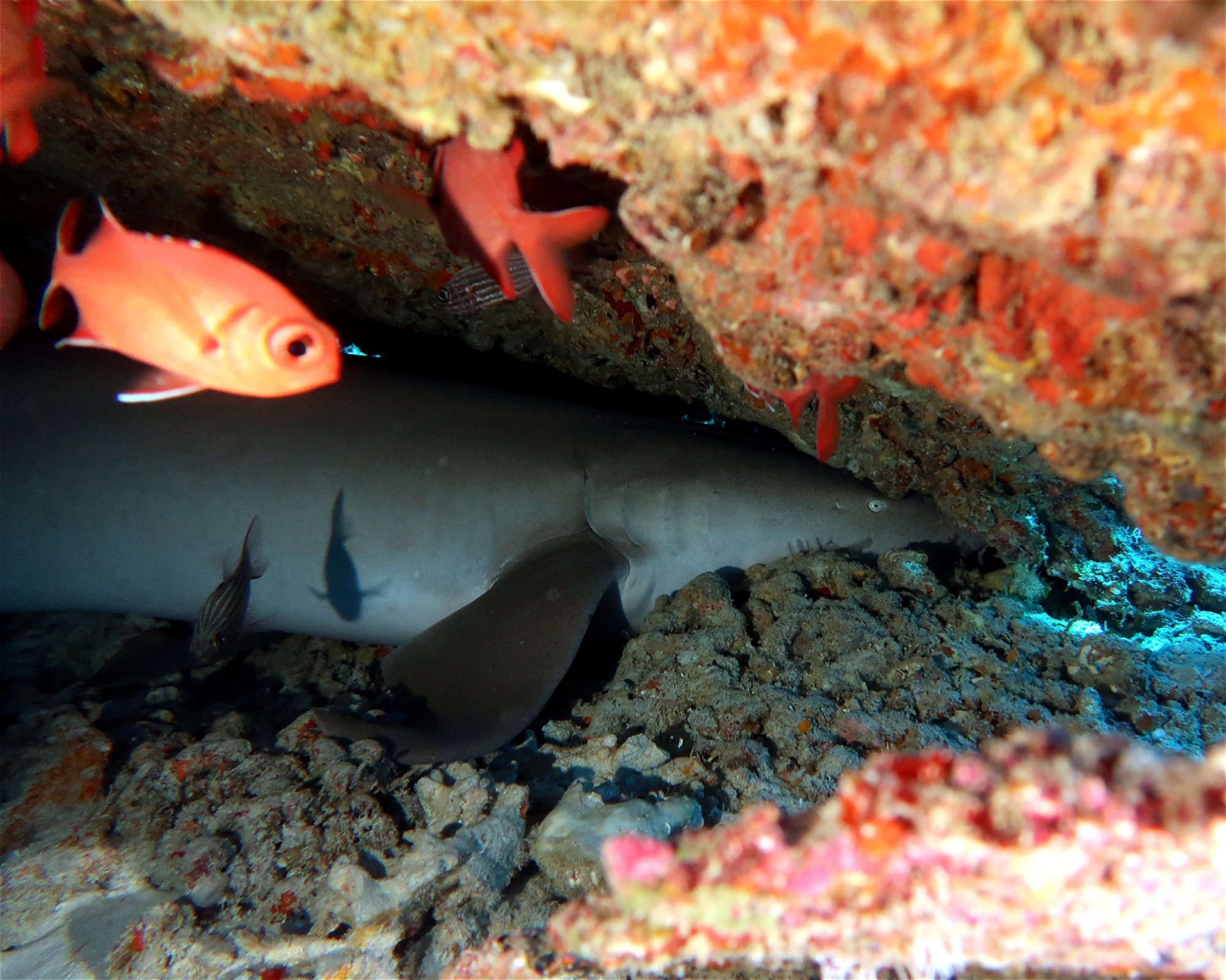 DivePoint Meedhupparu, 960 Meedhupparu