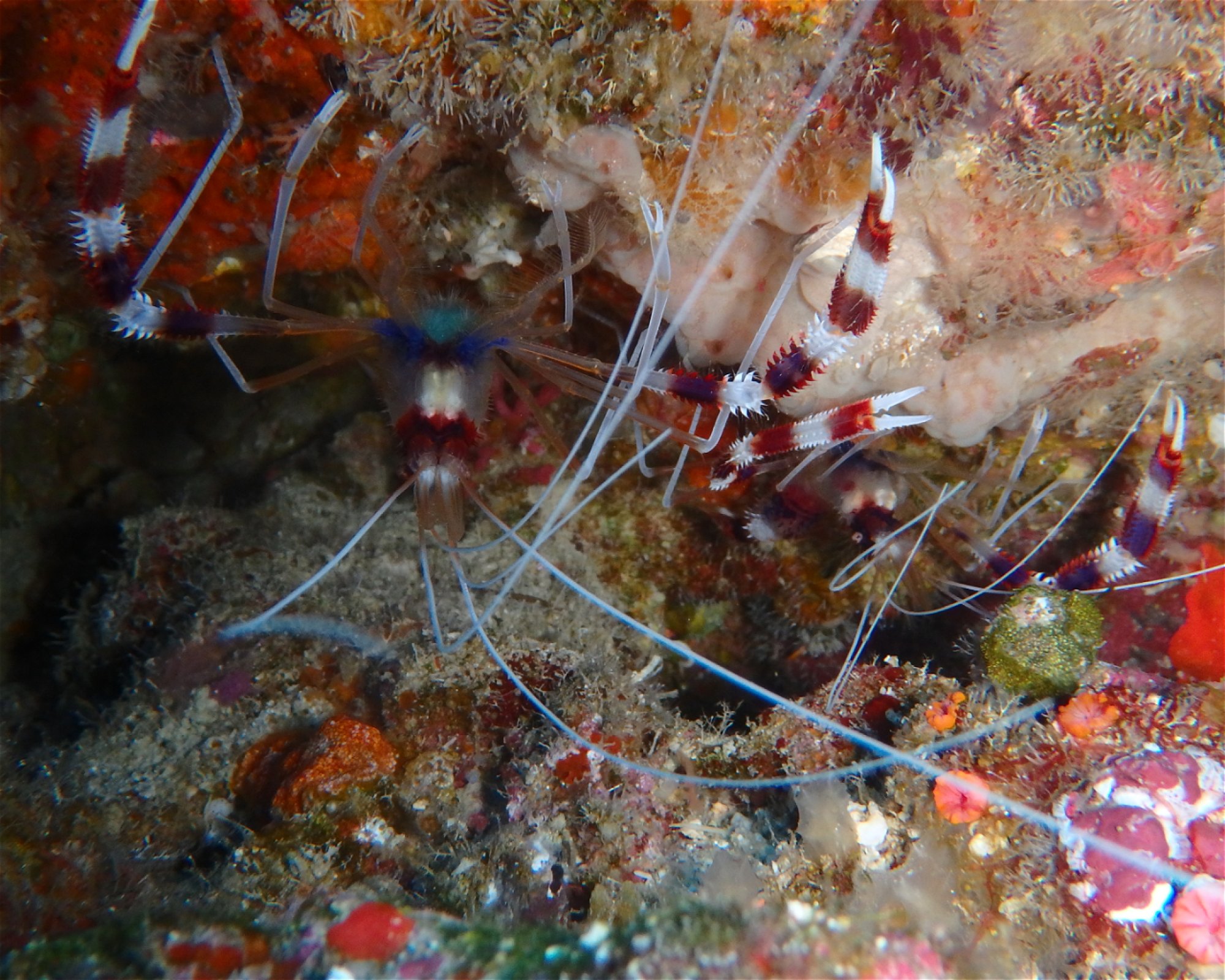 DivePoint Meedhupparu, 960 Meedhupparu