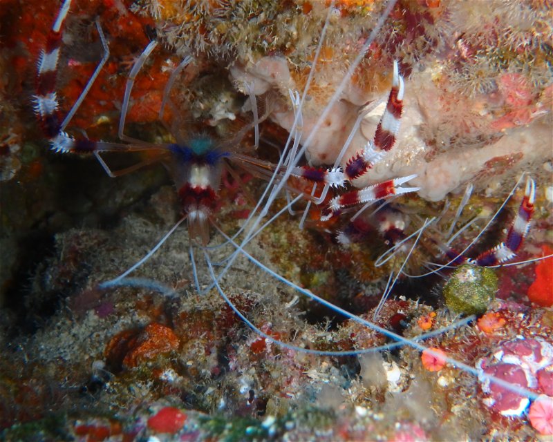 Divesite Image
