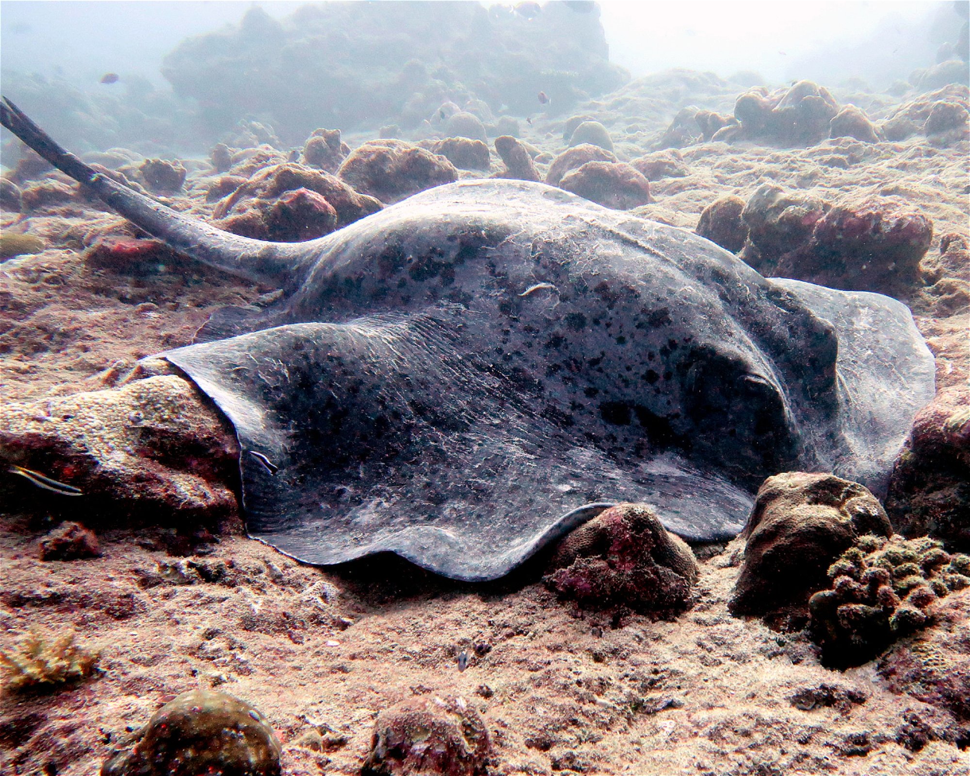 DivePoint Meedhupparu, 960 Meedhupparu