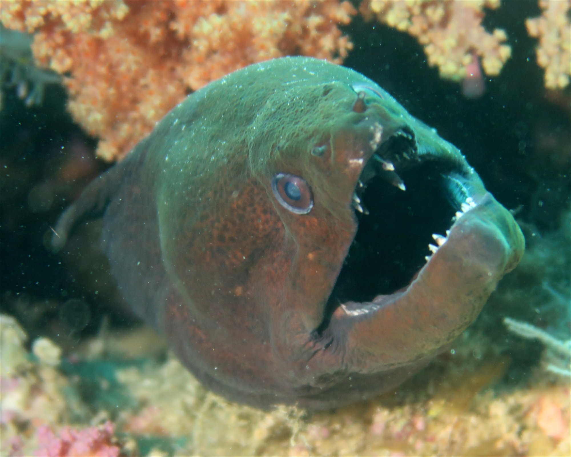 DivePoint Meedhupparu, 960 Meedhupparu