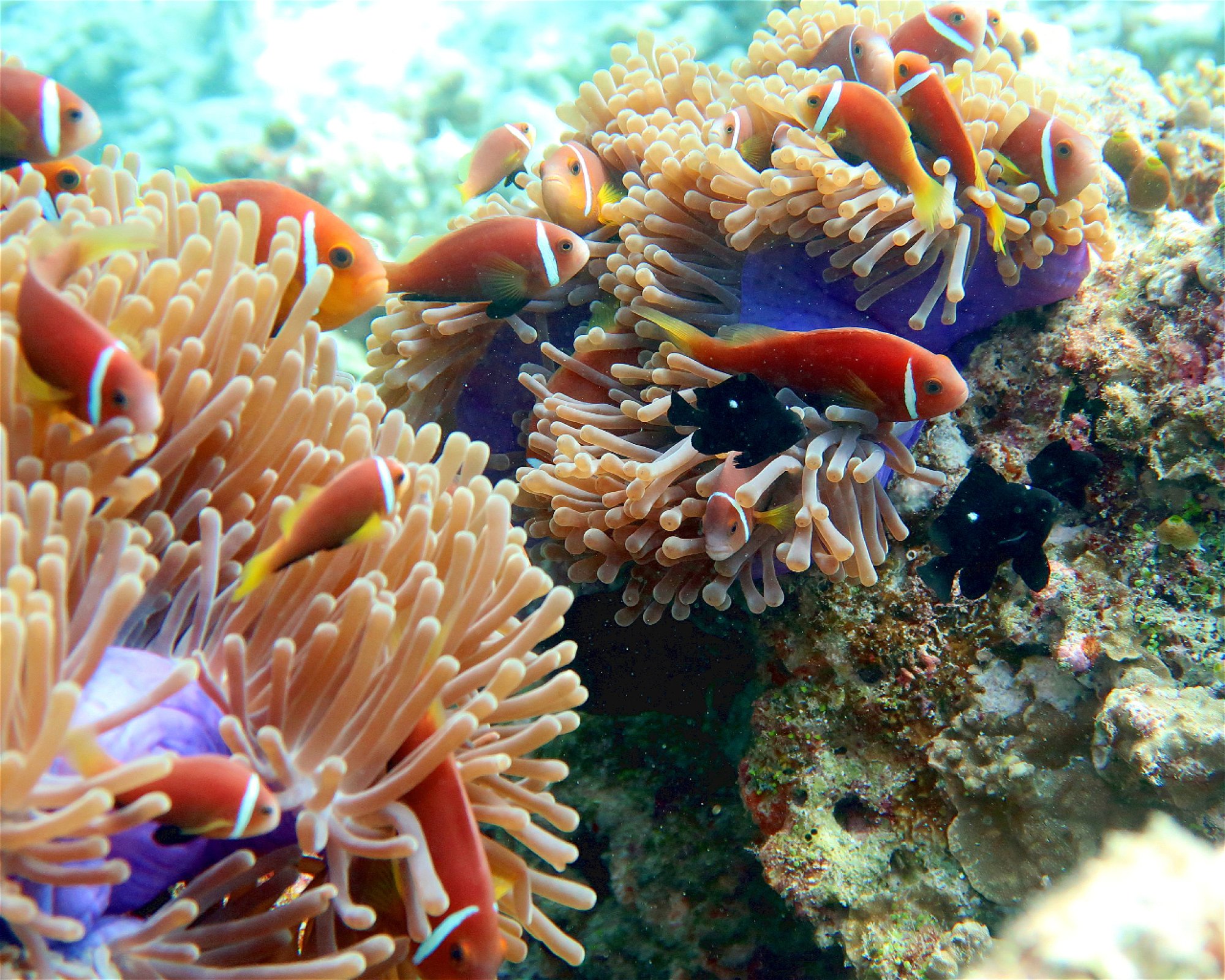 DivePoint Meedhupparu, 960 Meedhupparu