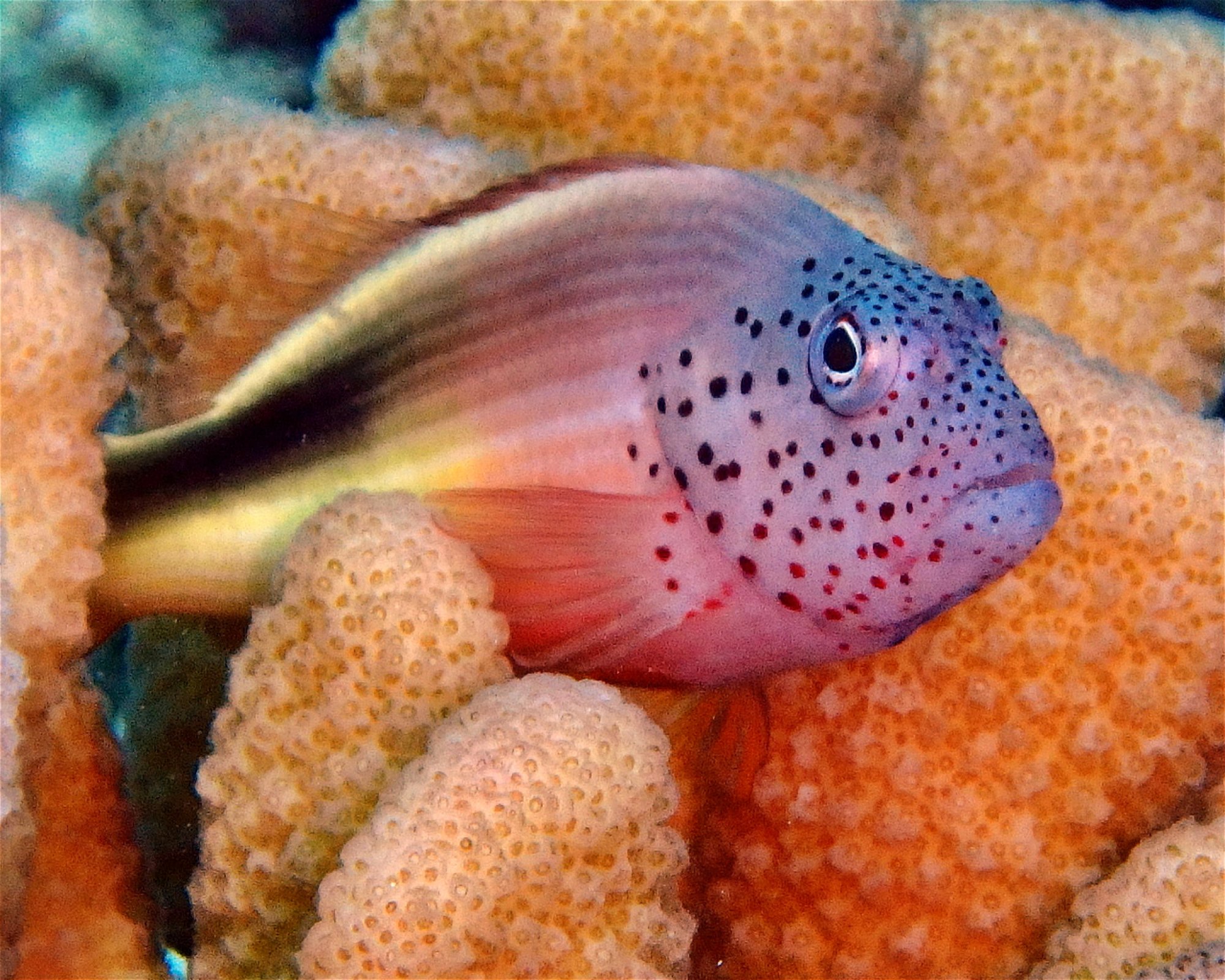 DivePoint Meedhupparu, 960 Meedhupparu