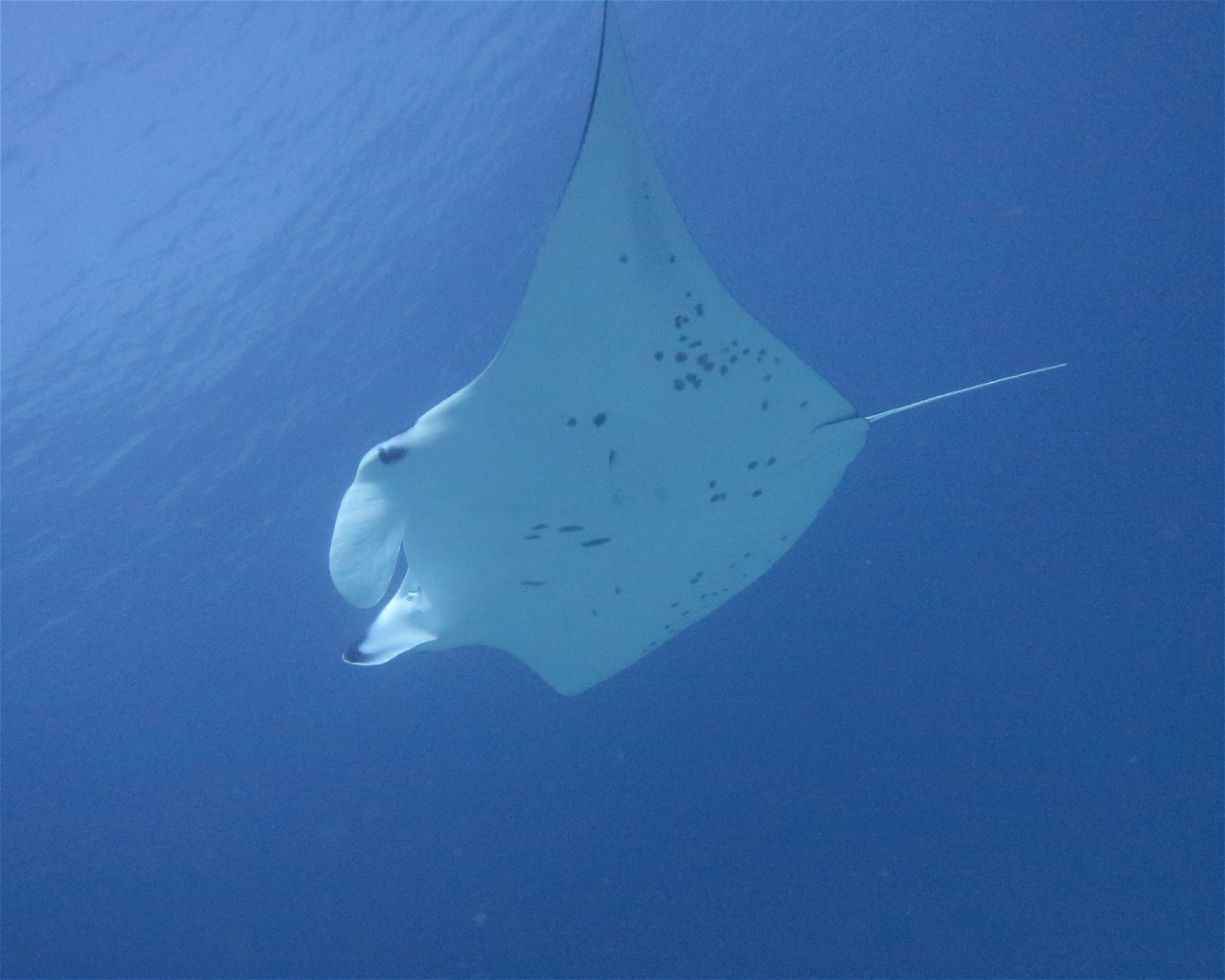 DivePoint Meedhupparu, 960 Meedhupparu