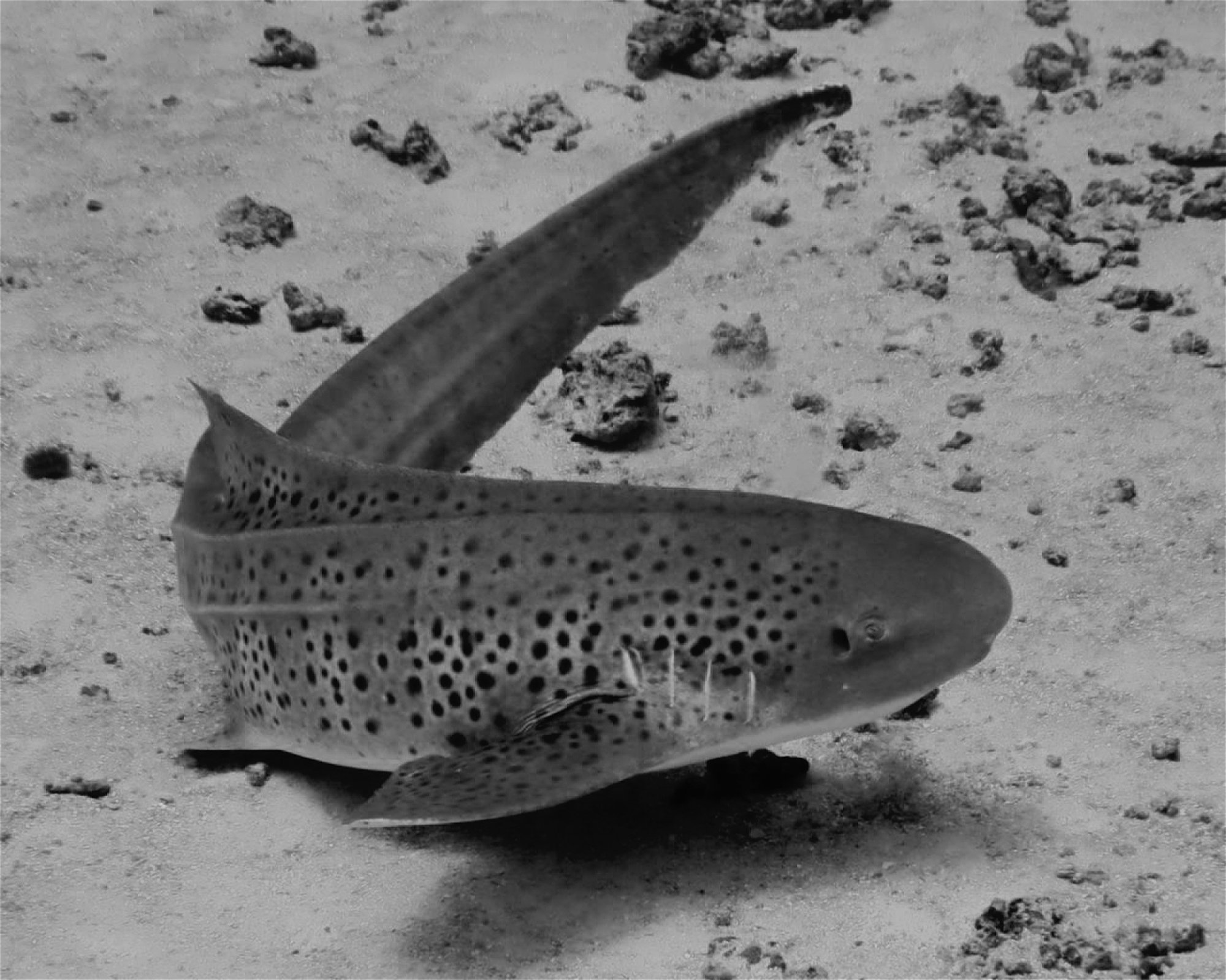 DivePoint Meedhupparu, 960 Meedhupparu