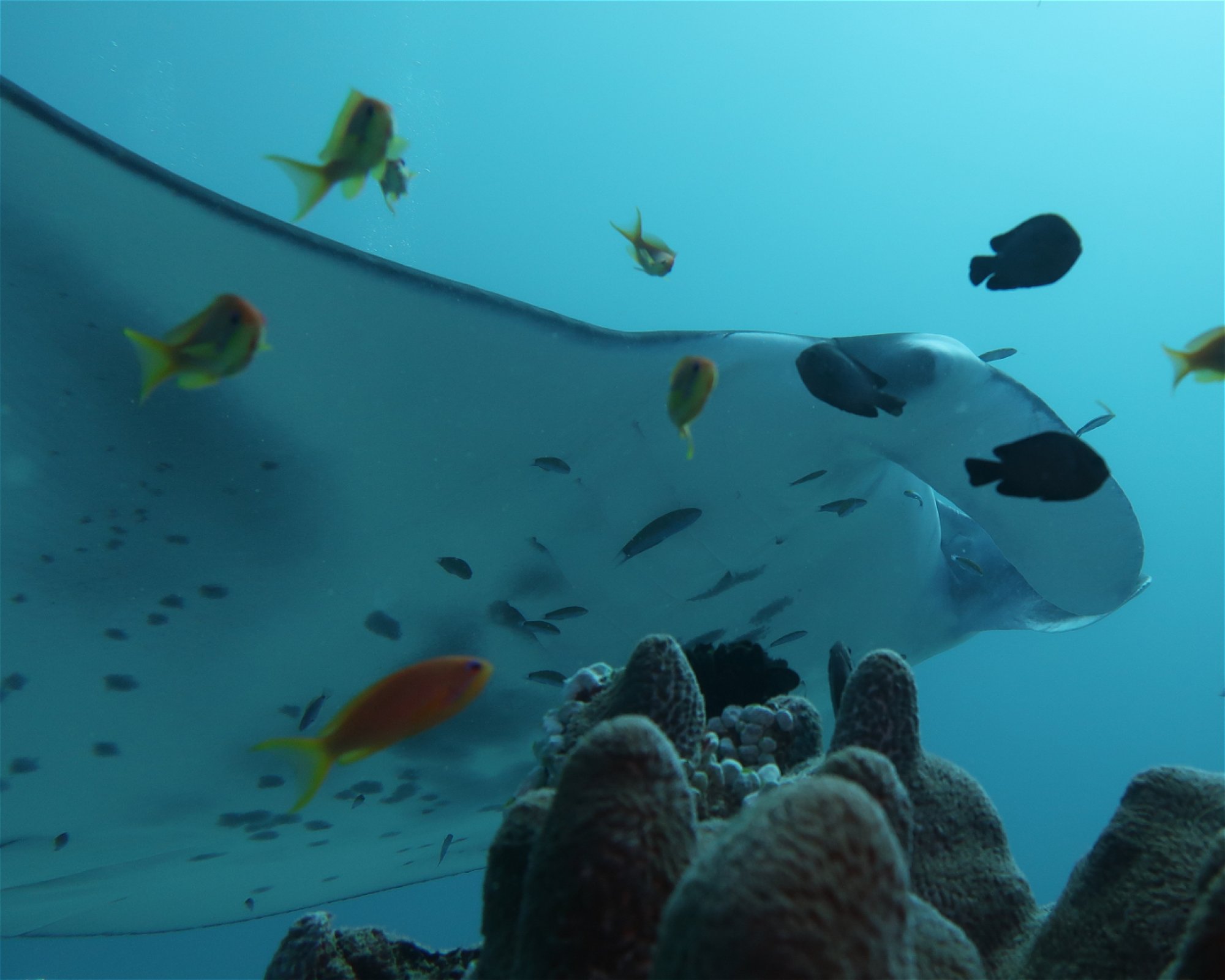 DivePoint Meedhupparu, 960 Meedhupparu