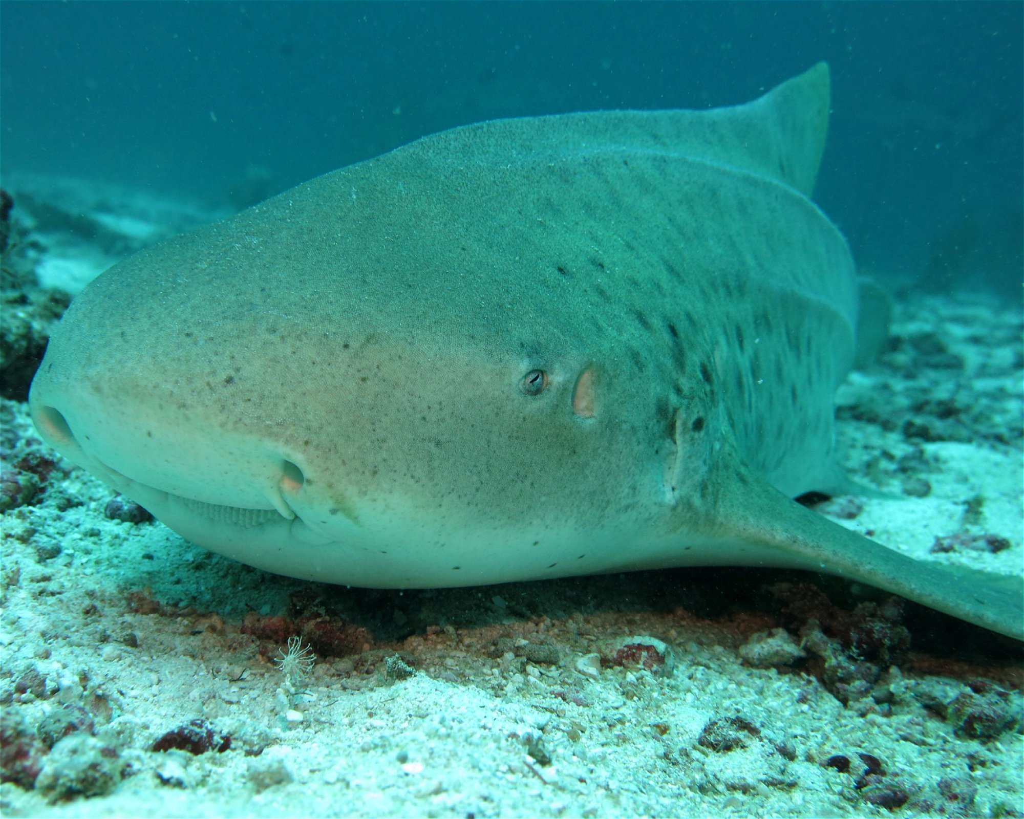 DivePoint Meedhupparu, 960 Meedhupparu
