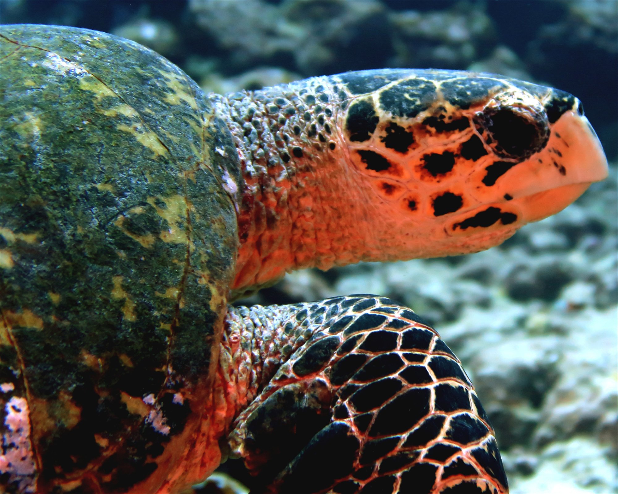 DivePoint Meedhupparu, 960 Meedhupparu