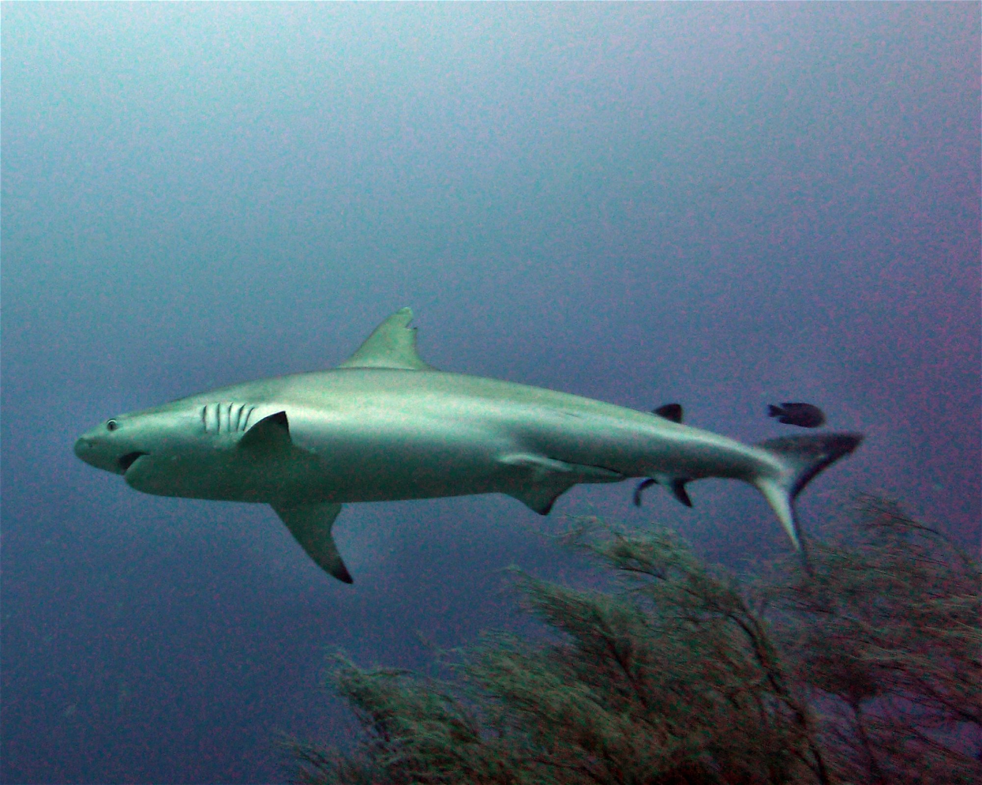 DivePoint Meedhupparu, 960 Meedhupparu