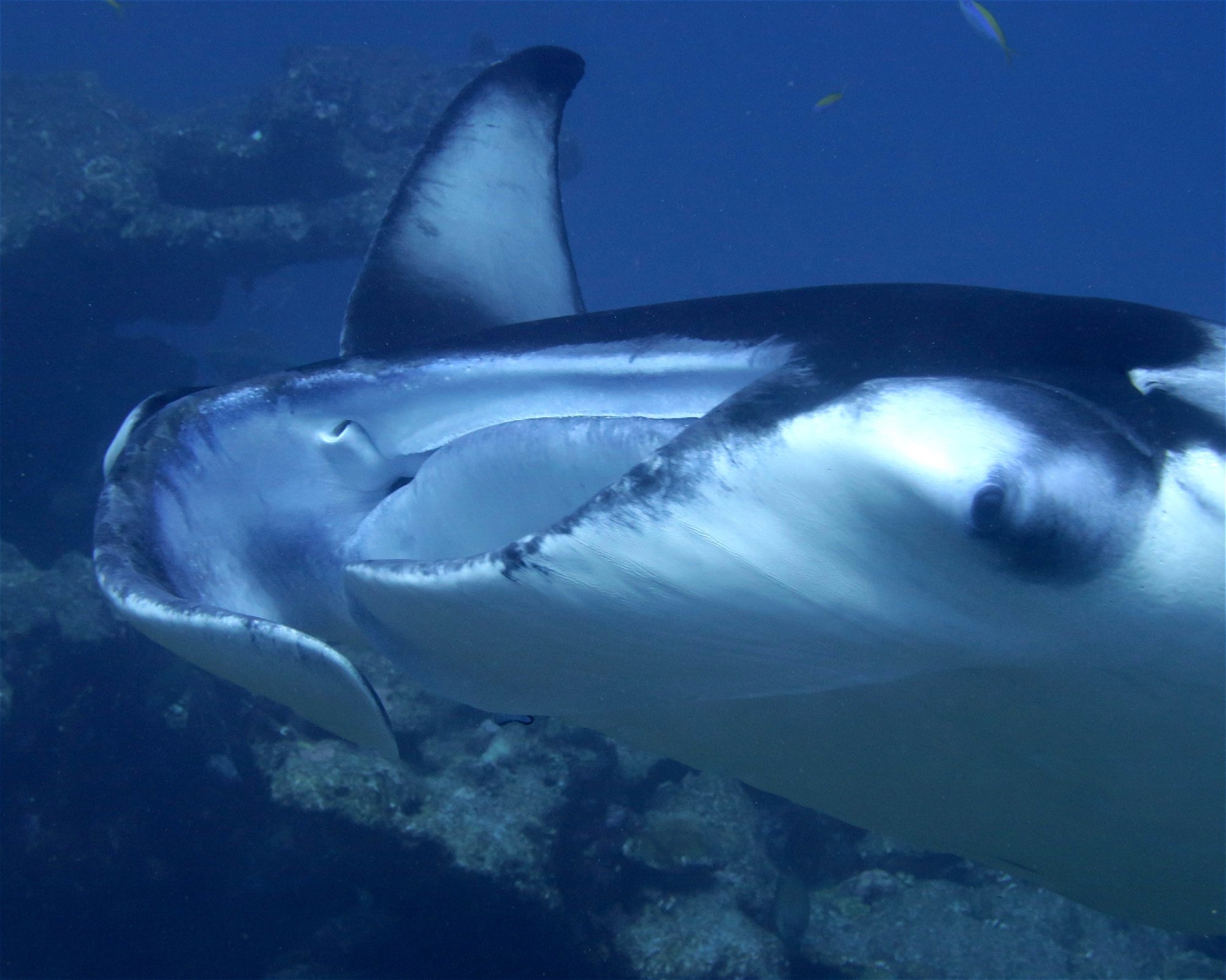 DivePoint Meedhupparu, 960 Meedhupparu