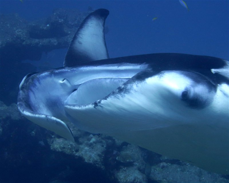 Divesite Image