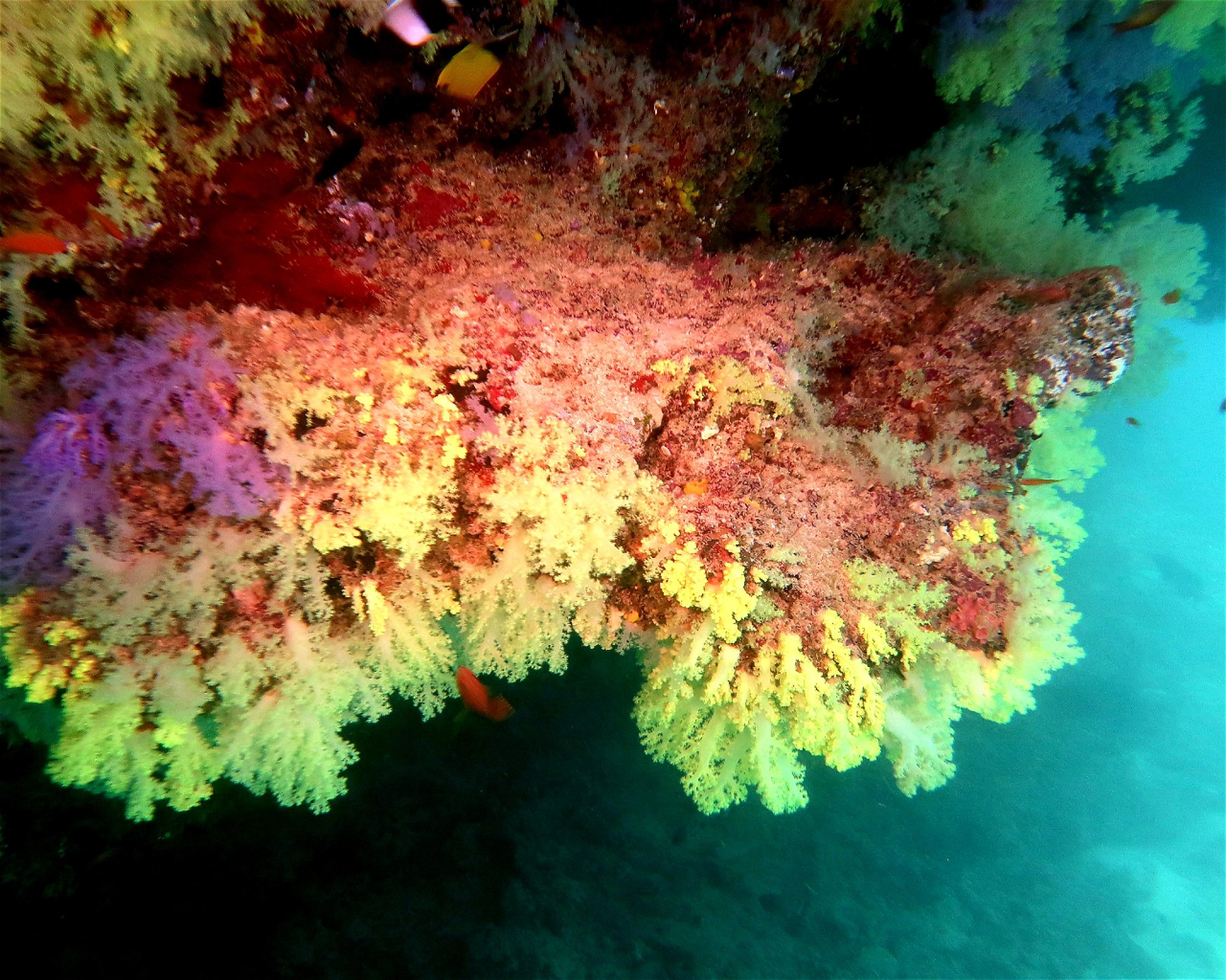 DivePoint Meedhupparu, 960 Meedhupparu