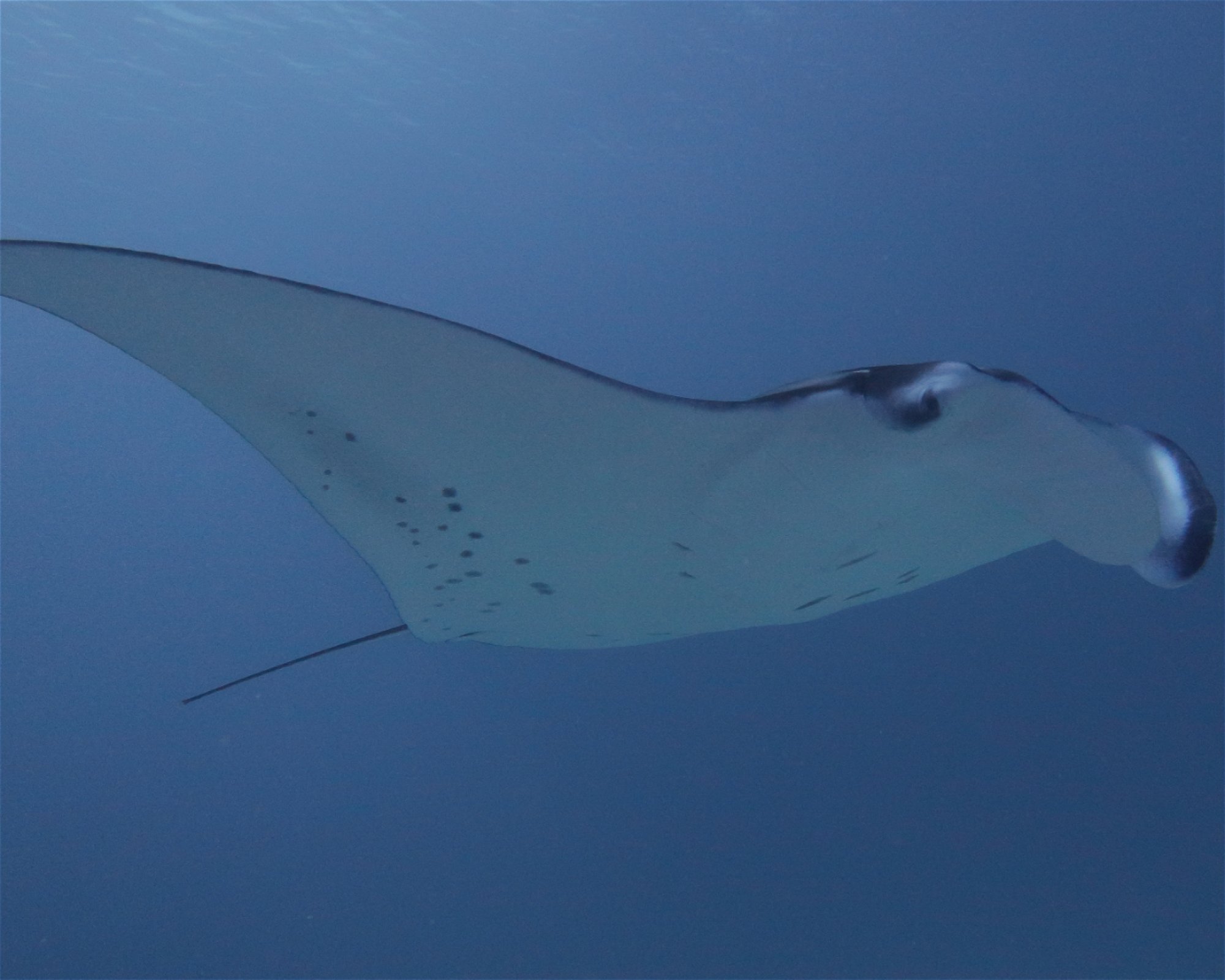 DivePoint Meedhupparu, 960 Meedhupparu