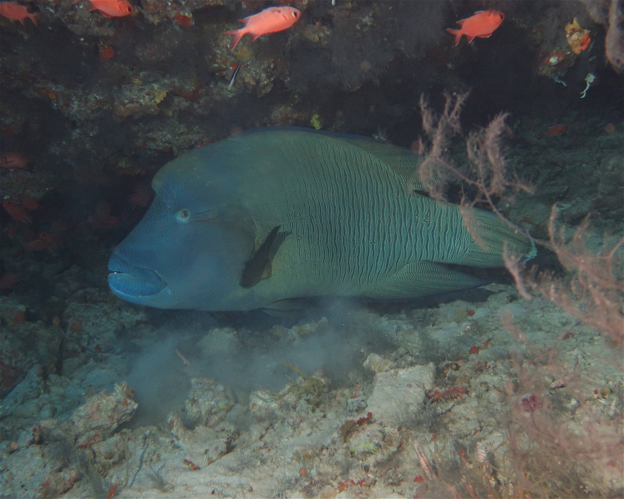 DivePoint Meedhupparu, 960 Meedhupparu