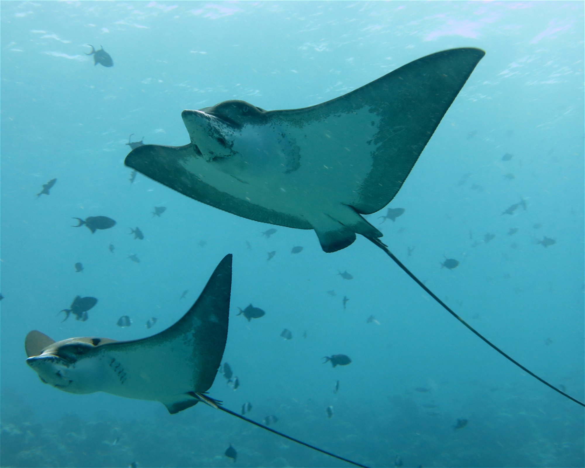 DivePoint Meedhupparu, 960 Meedhupparu