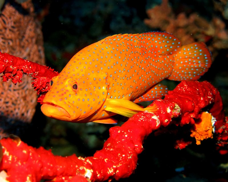 Divesite Image