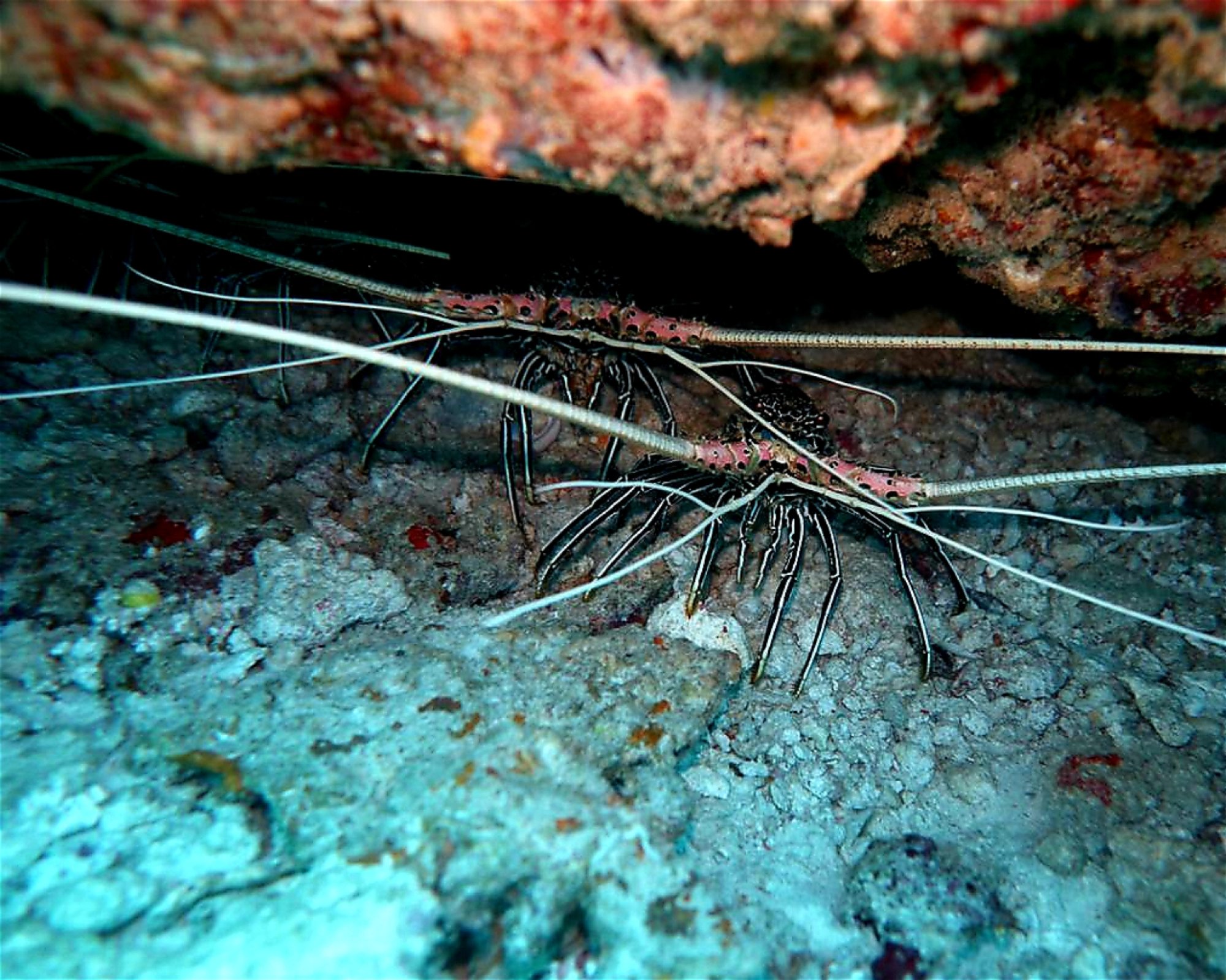 DivePoint Meedhupparu, 960 Meedhupparu