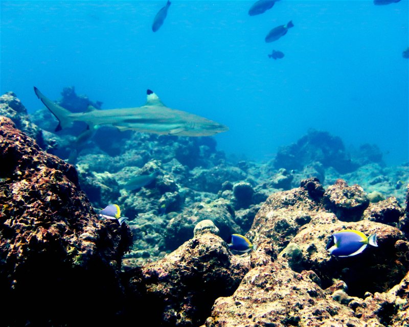 Divesite Image