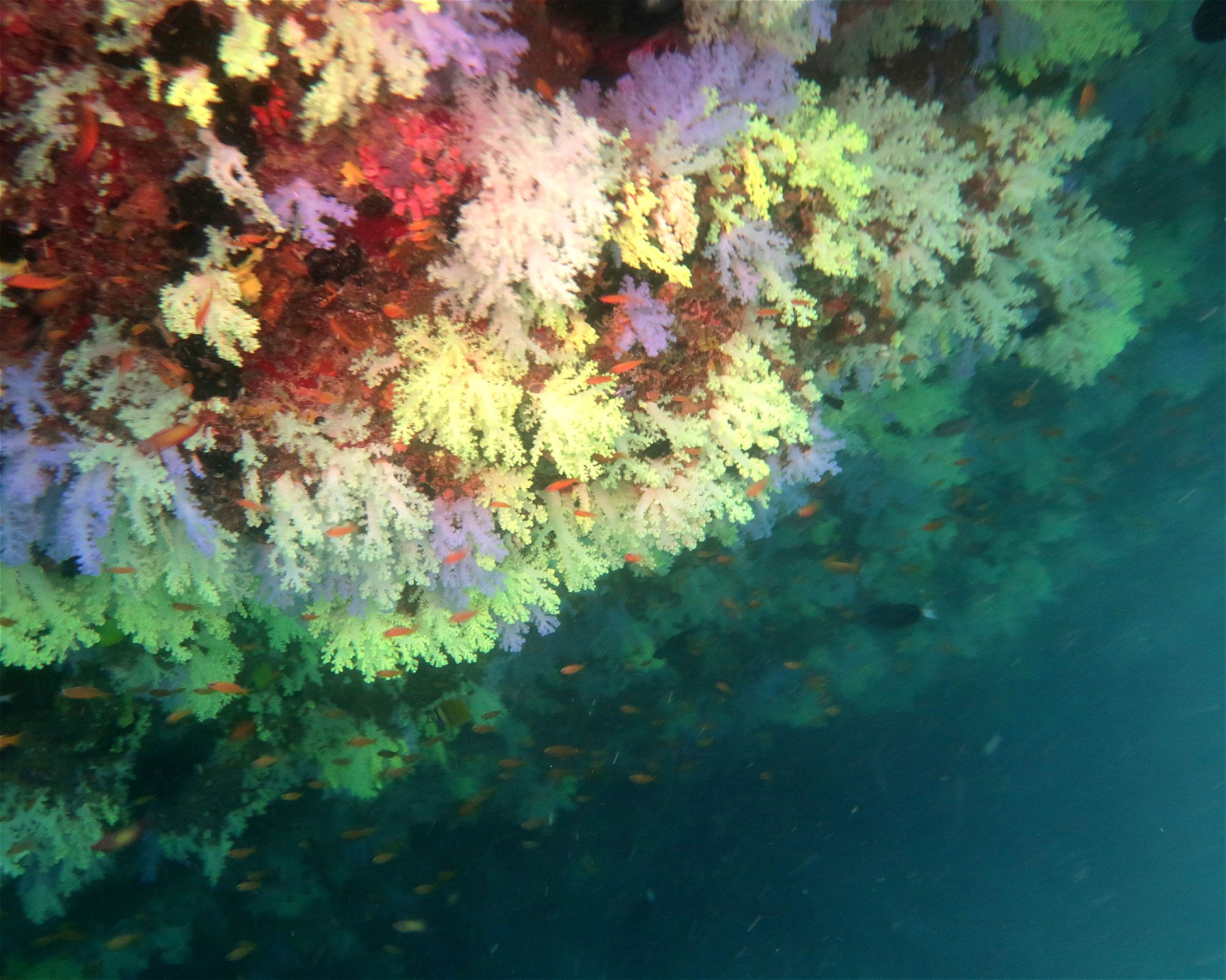 DivePoint Meedhupparu, 960 Meedhupparu