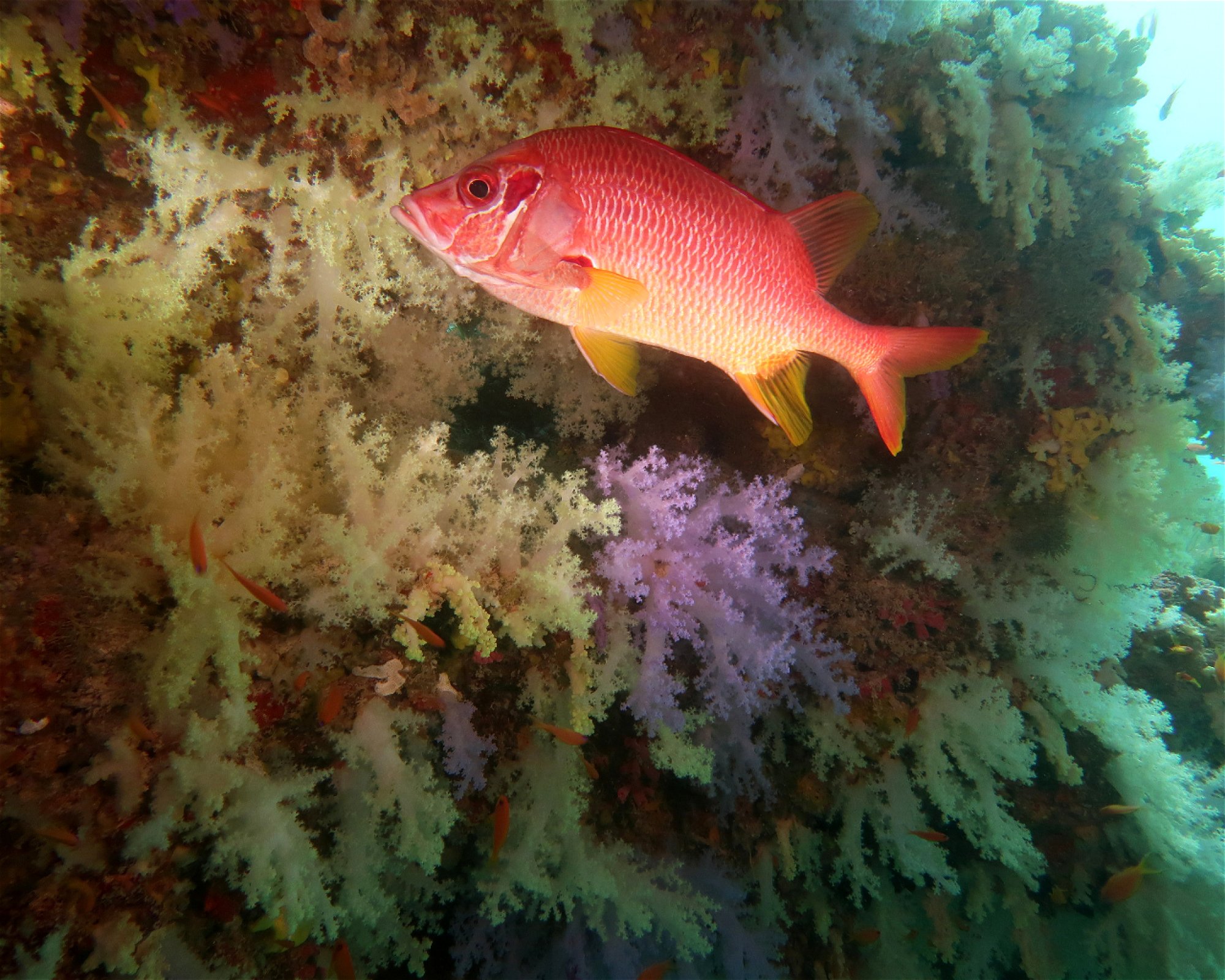 DivePoint Meedhupparu, 960 Meedhupparu
