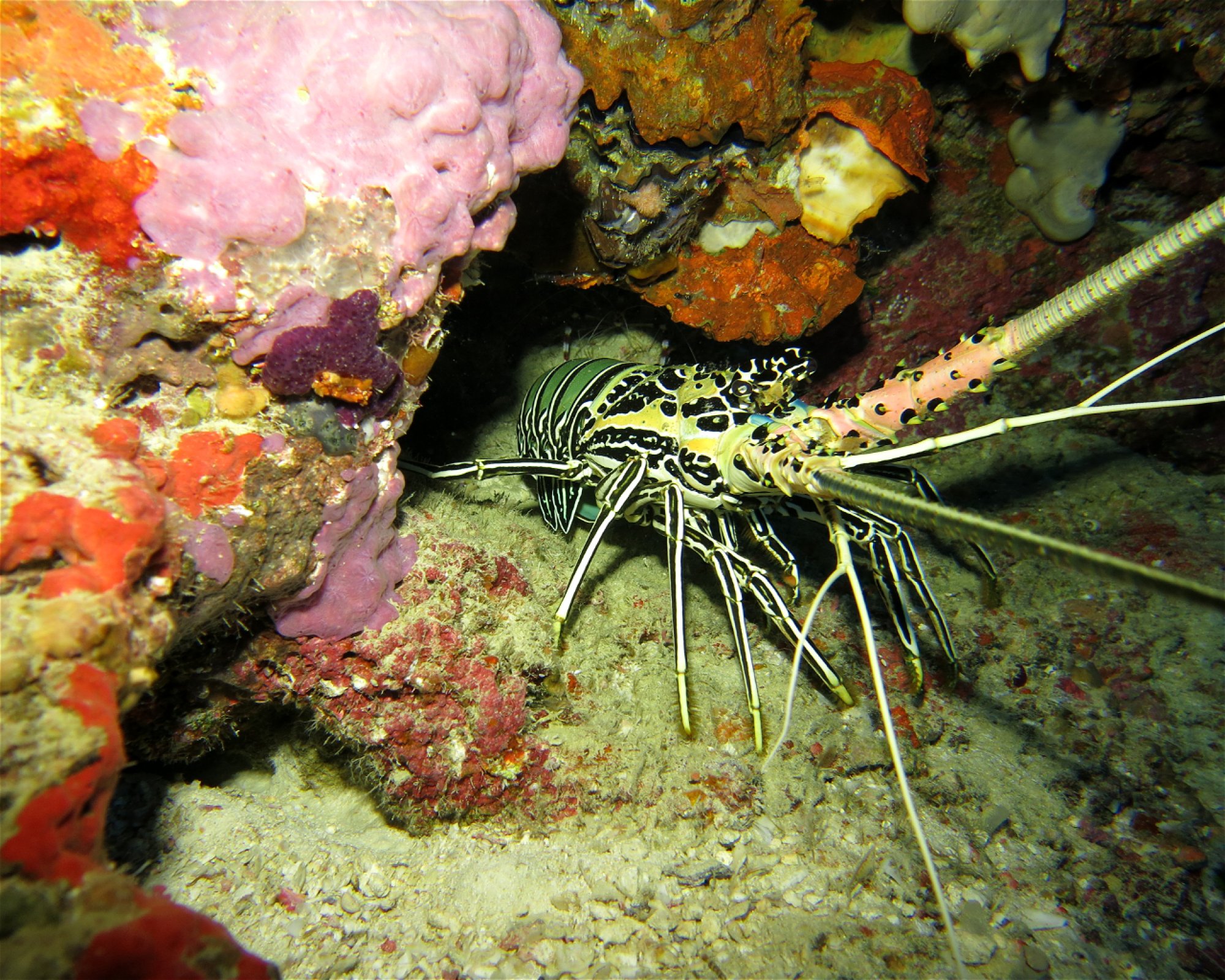 DivePoint Meedhupparu, 960 Meedhupparu