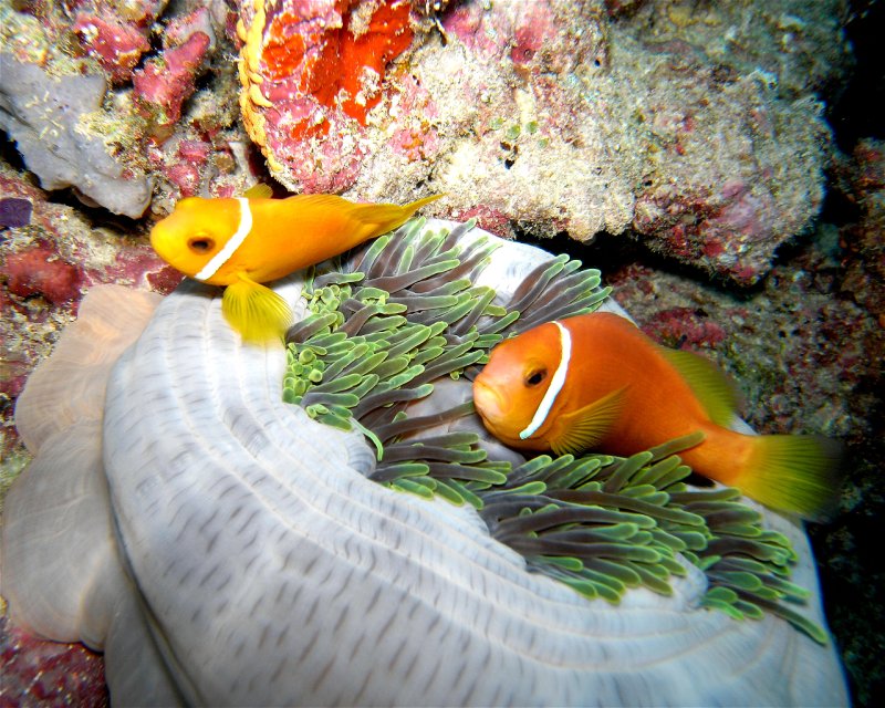 Divesite Image