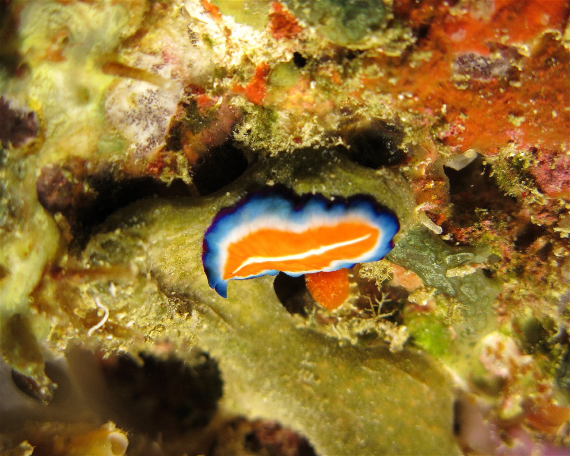 DivePoint Meedhupparu, 960 Meedhupparu