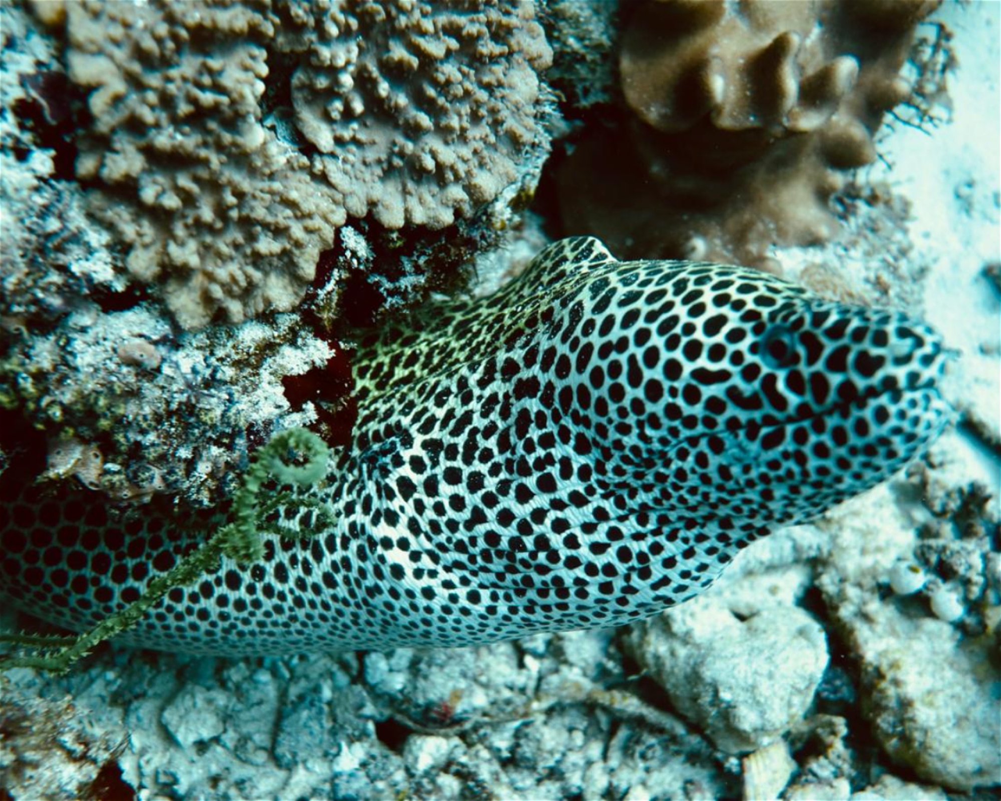 DivePoint Meedhupparu, 960 Meedhupparu